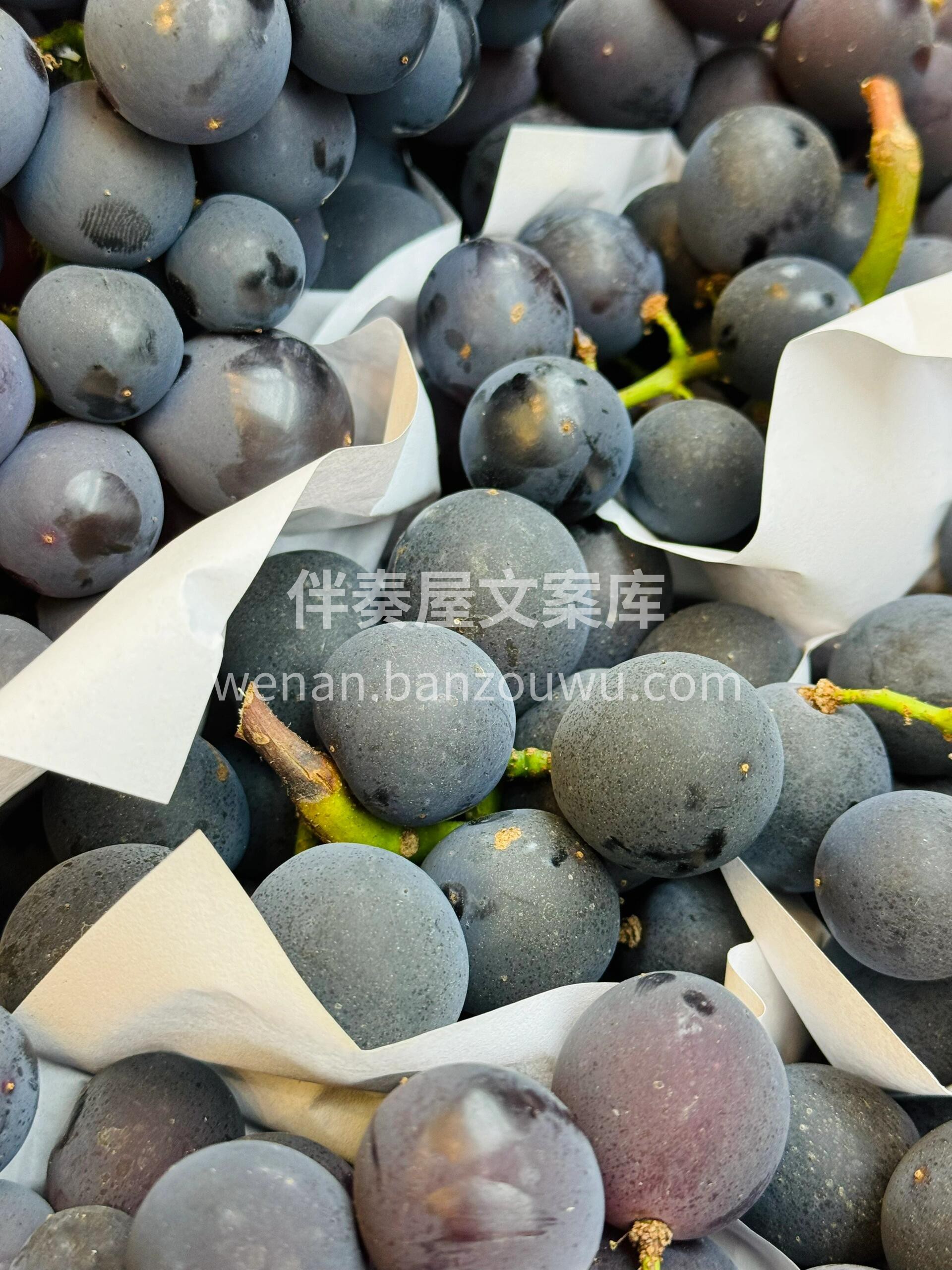 巨峰葡萄🍇好吃惨了😍 吃了这么多次葡萄🍇 配图2