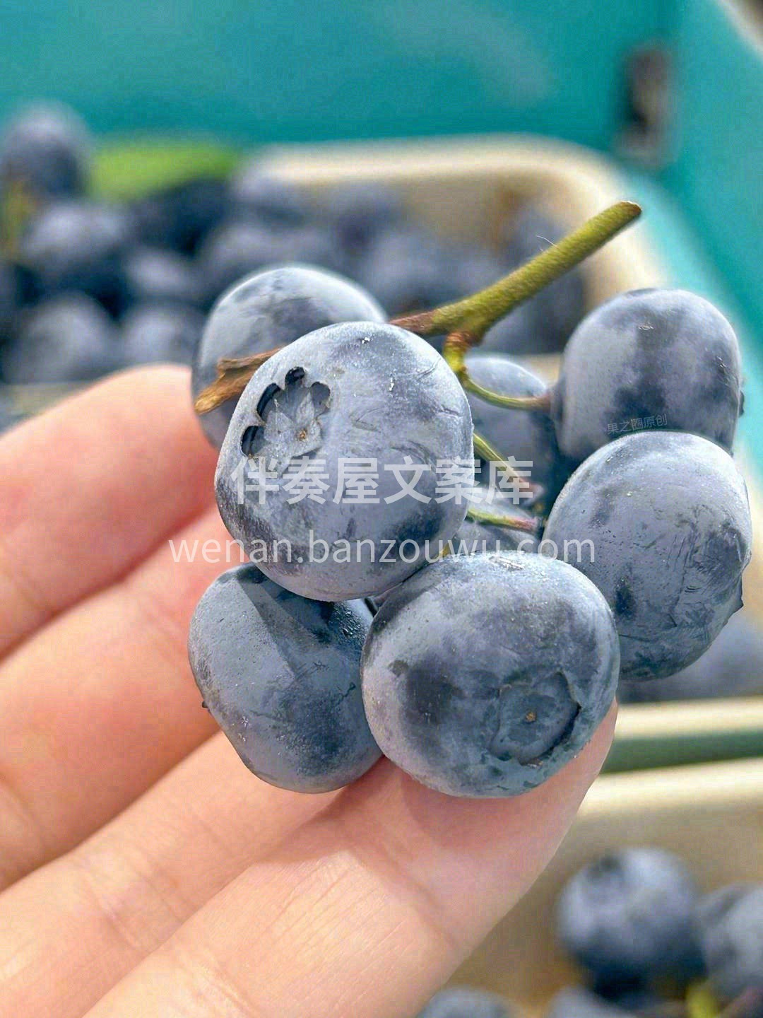 枝冠蓝莓💗甜蜜你我 枝冠蓝莓🌿，甘甜的浆 配图2