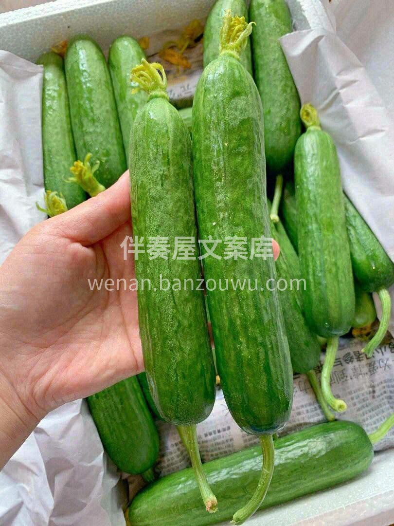 人们一般称它为“迷你小黄瓜” 🥒吃起来的 配图1