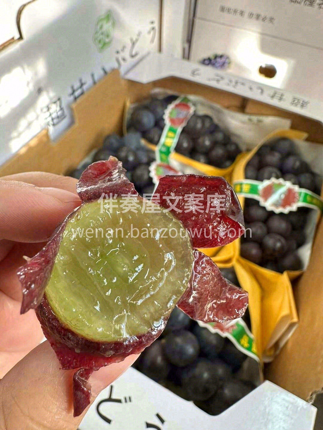 春天的巨峰葡萄🍇，着实撩人 圆润饱满，葡 配图1