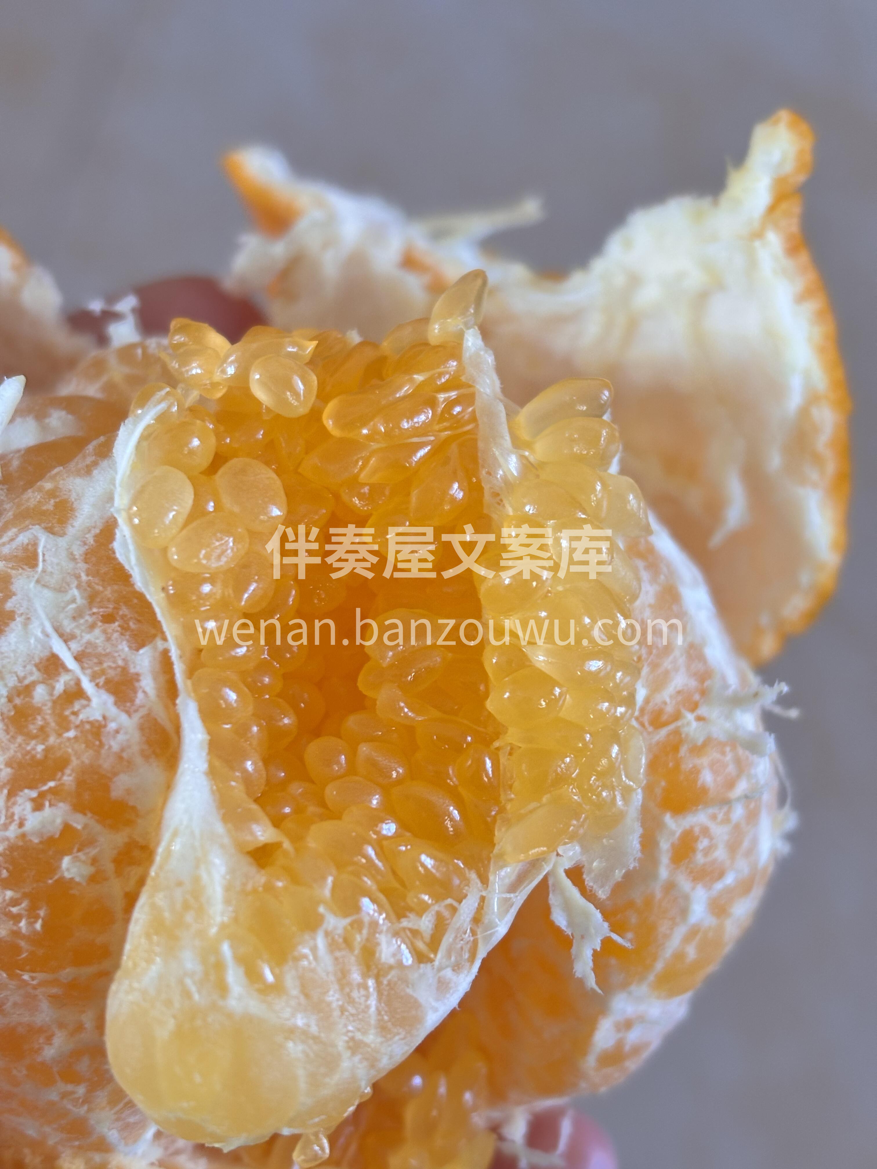 🎉🎉【春见粑粑柑】🍊 爆款💥来袭，带你追 配图3