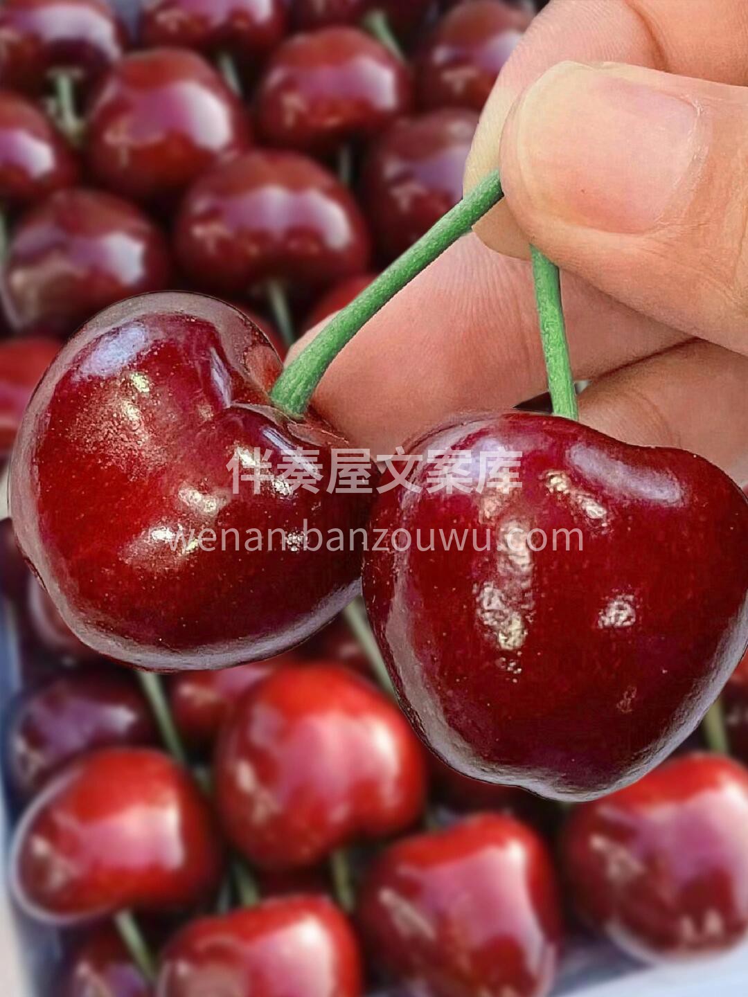 做一个有实力的卖美早樱桃的水果人！ 每天 配图2