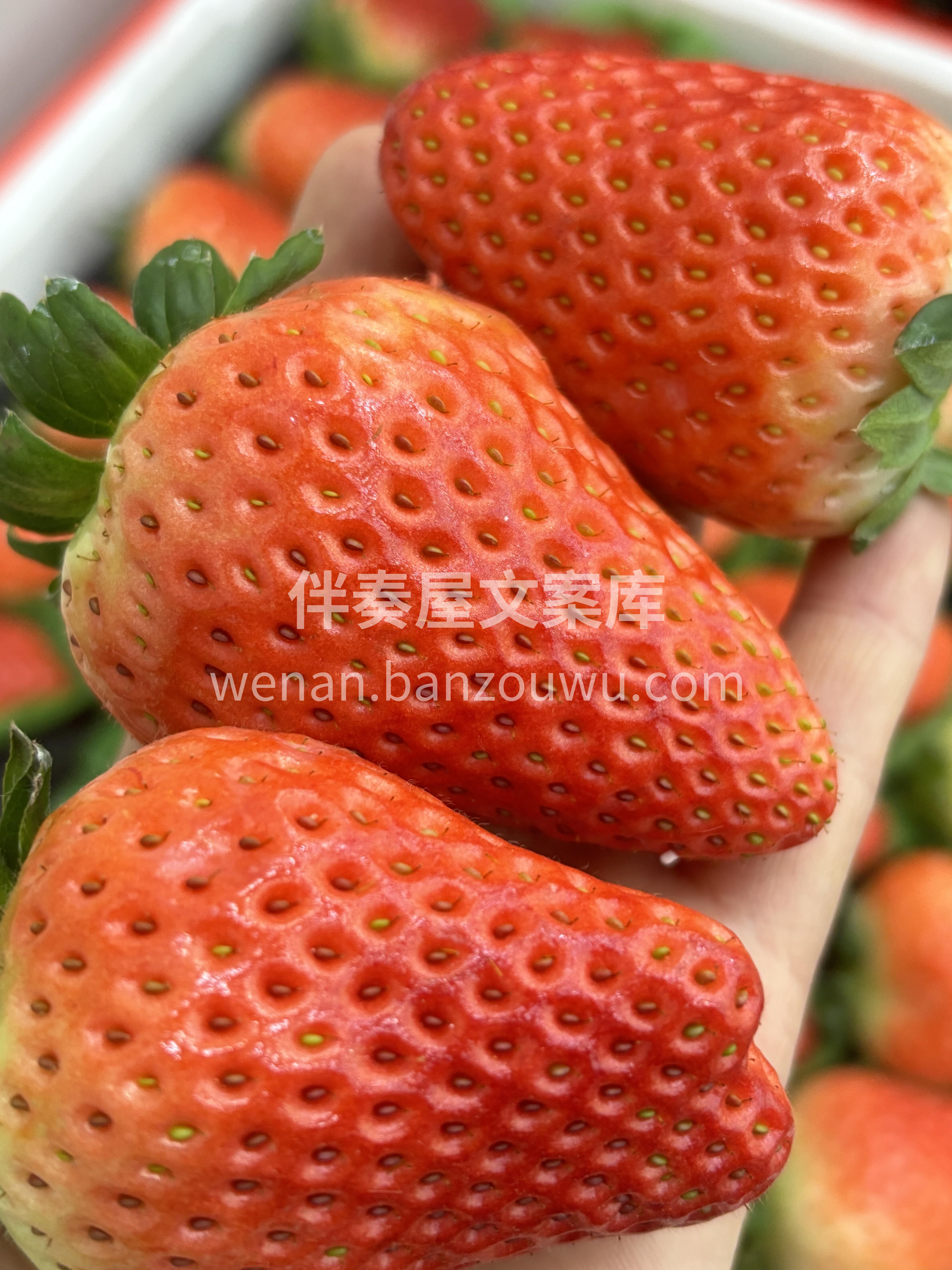 红颜草莓🍓 是永不枯萎的冬日玫瑰 是两情 配图1