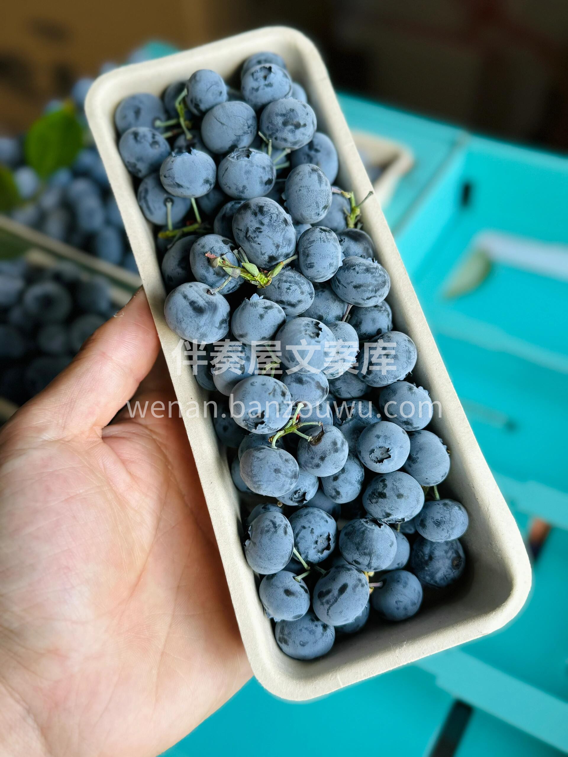 【枝冠蓝莓🍃】一款所有水果店公认的好蓝莓 配图2