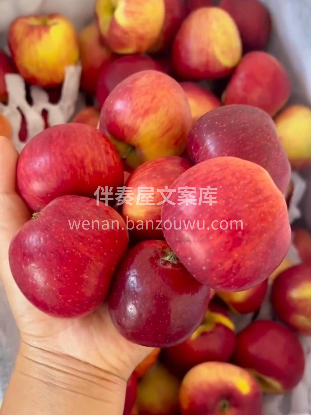 邵通苹果🍎💥脆甜小炸弹！一口爆汁💦！冰糖 配图1