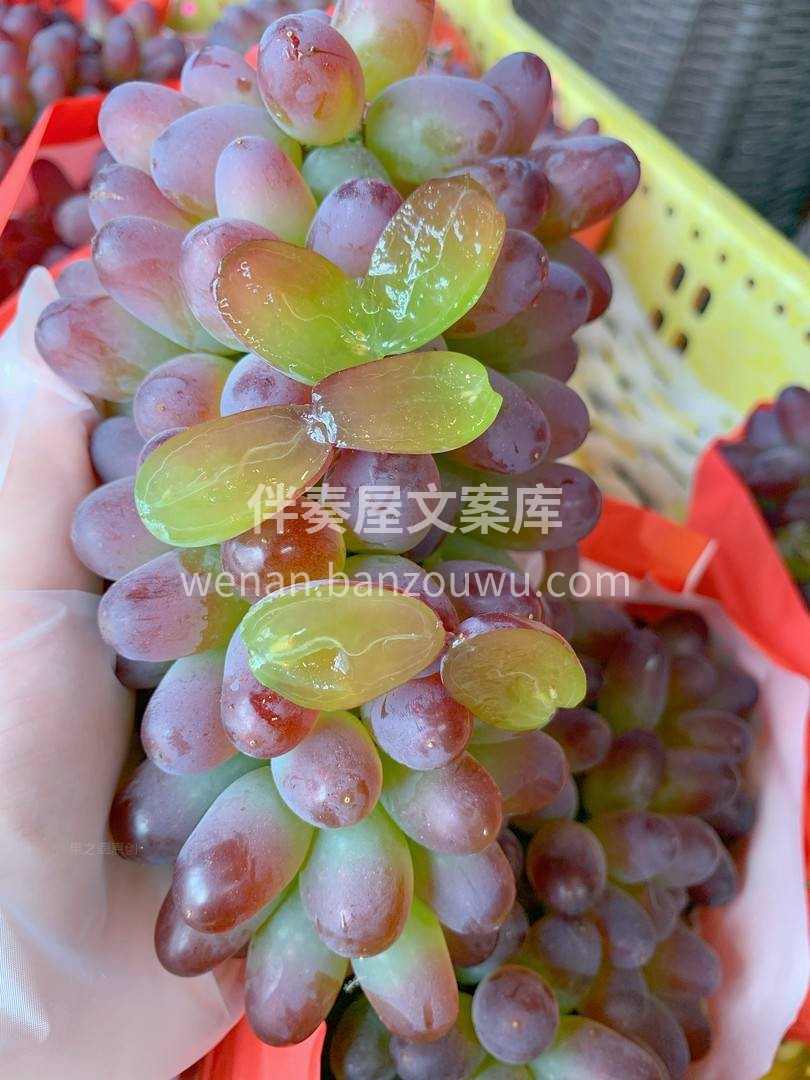 🍃拥有馥郁花香的郁金香葡萄🍇 甜美可人儿 配图3