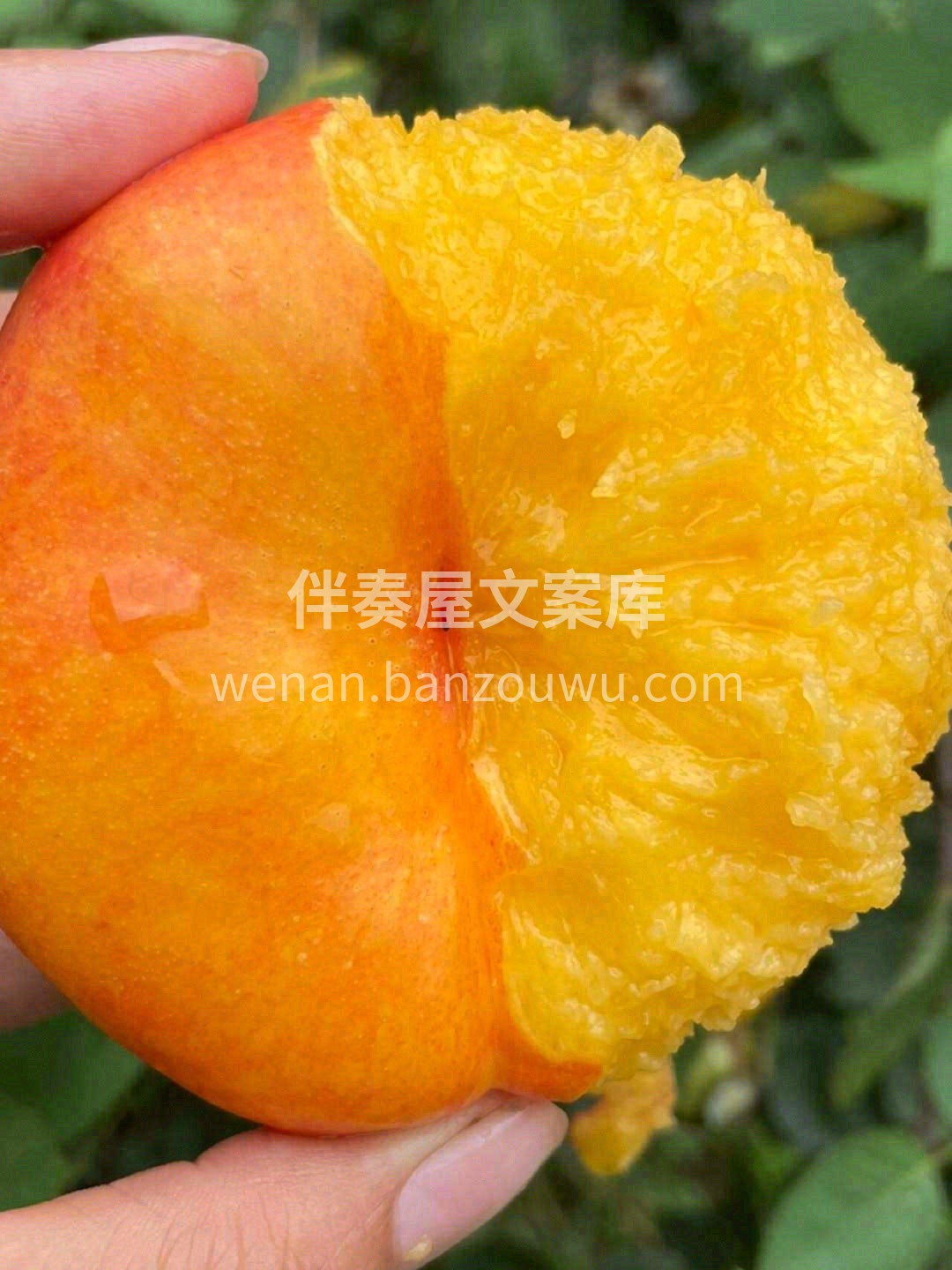 🌟黄金蟠桃有着黄桃罐头般的软嫩口感，并且 配图1