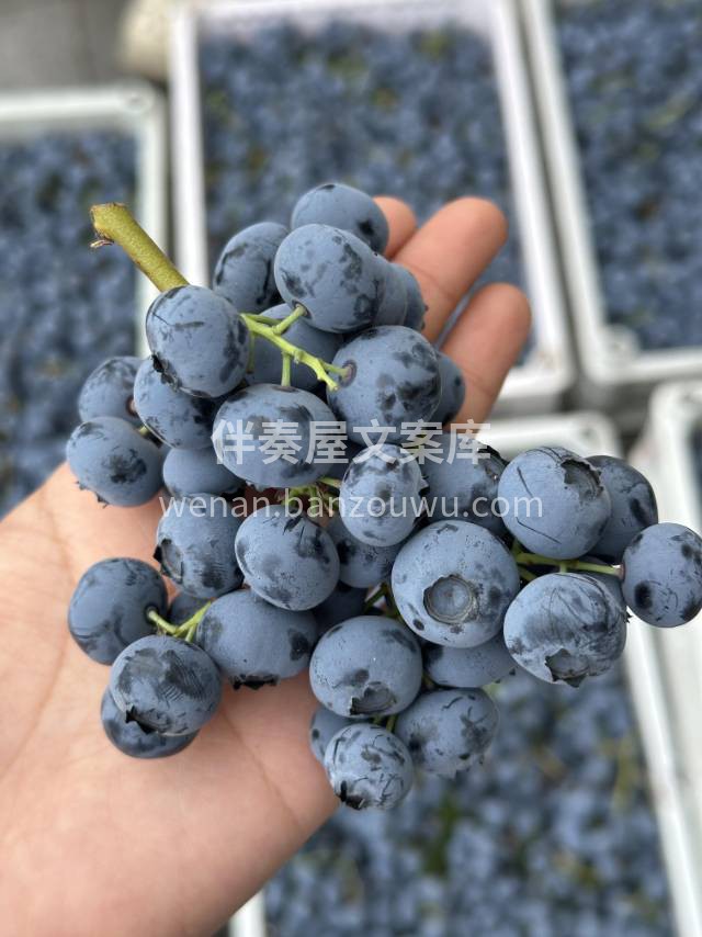 新鲜串蓝莓 🍃 👑蓝莓中的贵族，原枝采摘 配图2