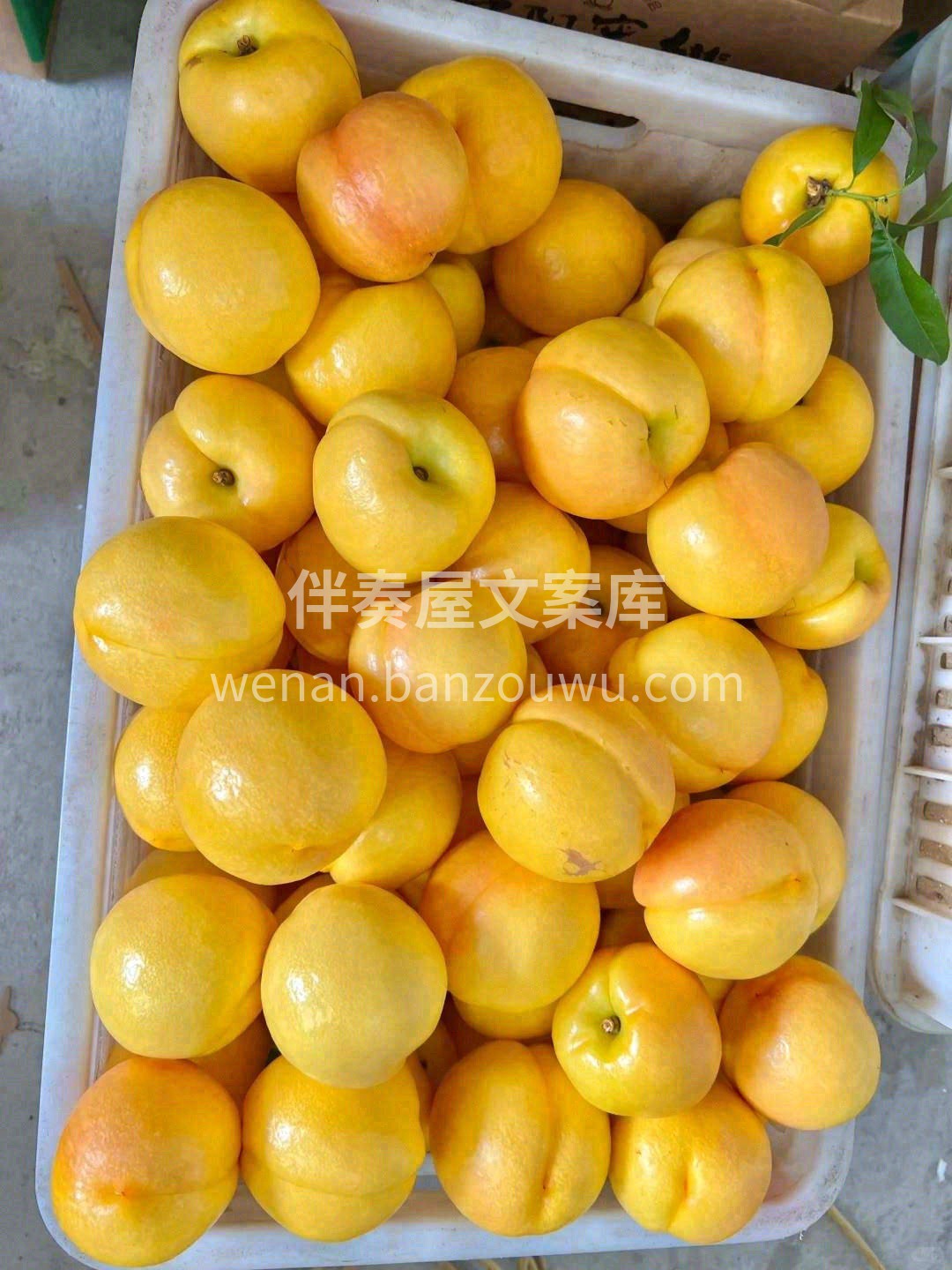 👉不喜桃毛？桃毛过敏？它不长毛😎 喜欢脆 配图2