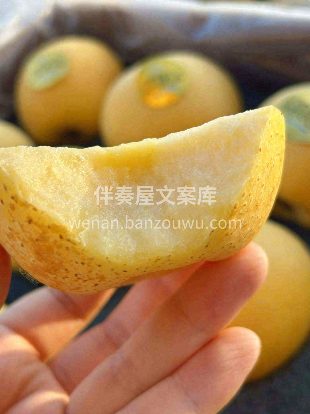 你真的吃过真正的黄胖子维纳斯吗🎁？ “锈 配图3