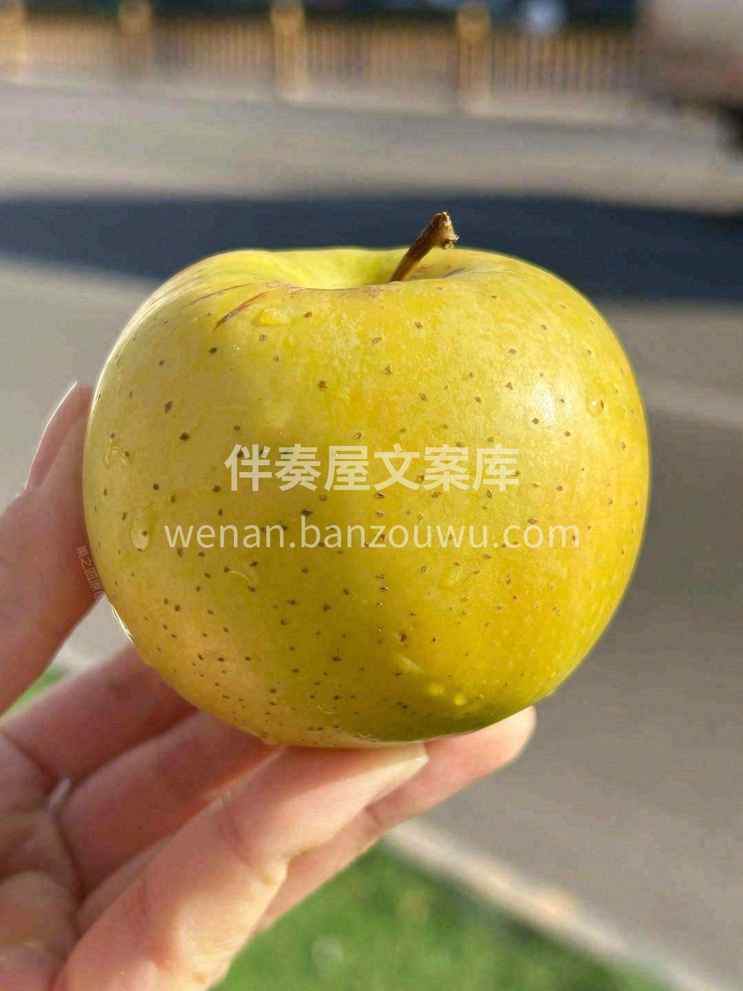 “减肥果”、“青春果”和“智慧果” 三果 配图3