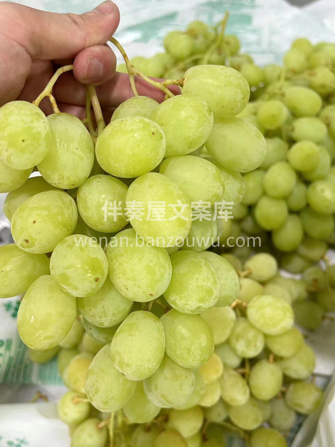 好货推荐🎉🎉 甜地球青提咬起来都能听到嘎 配图3