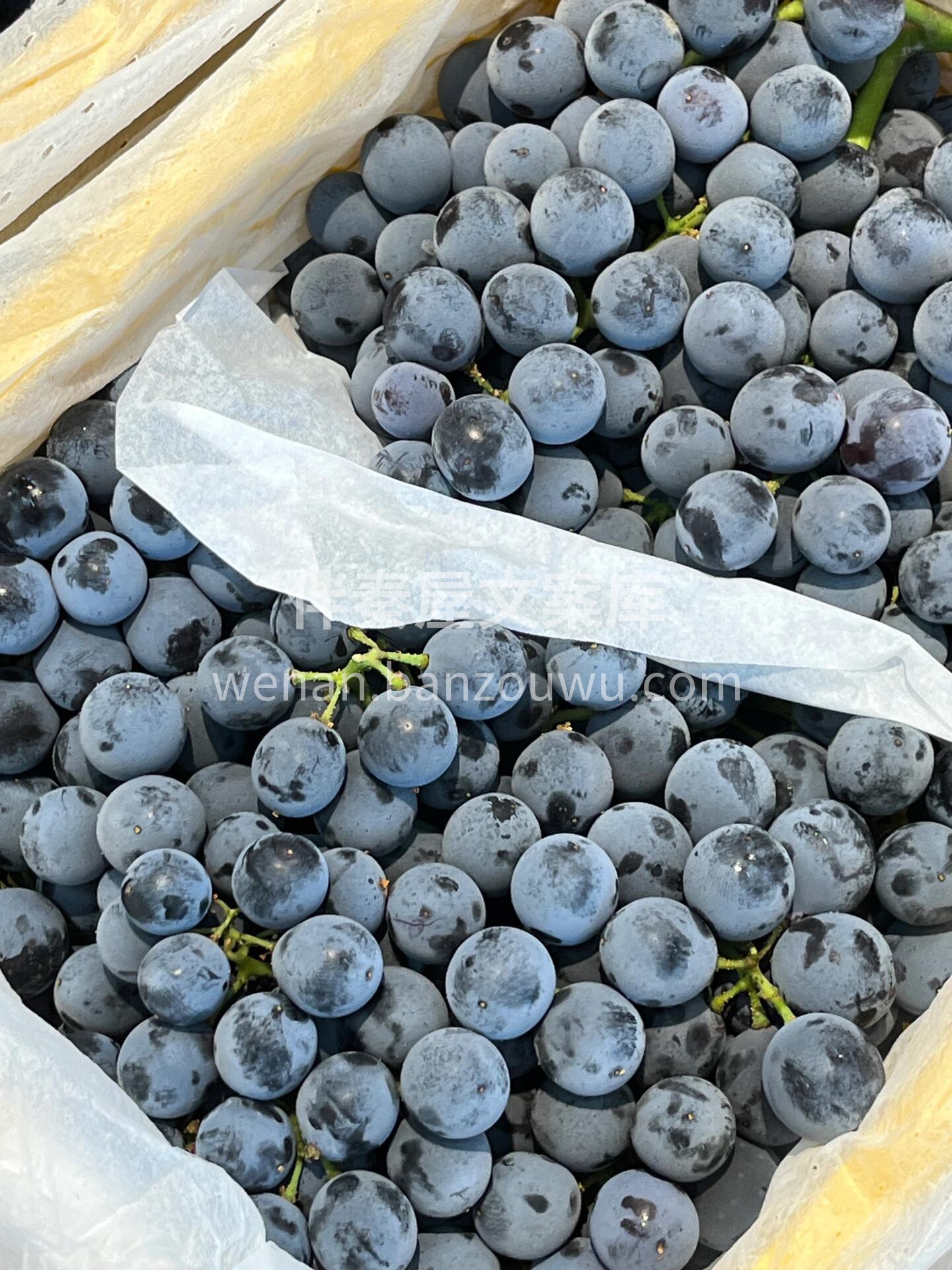 【云南 夏黑葡萄】🍇 葡萄中的极品👏 ， 配图1