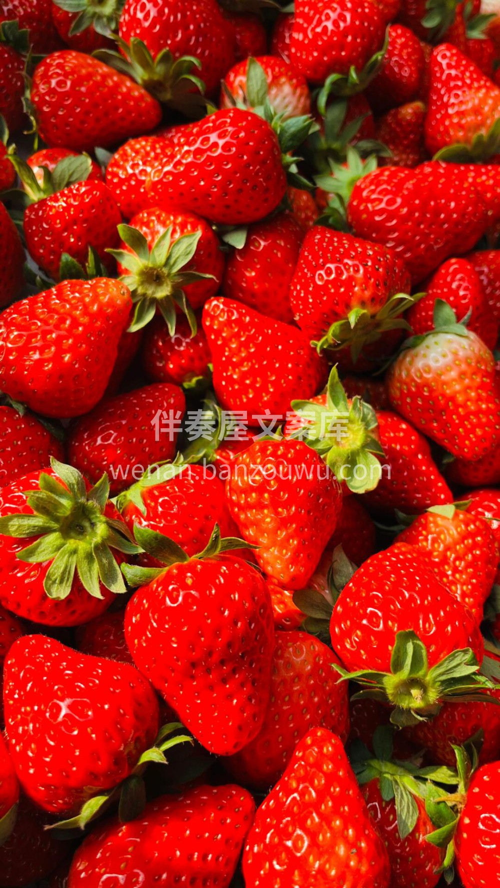 冬天正是吃草莓🍓的季节新到的红颜草莓分外 配图1
