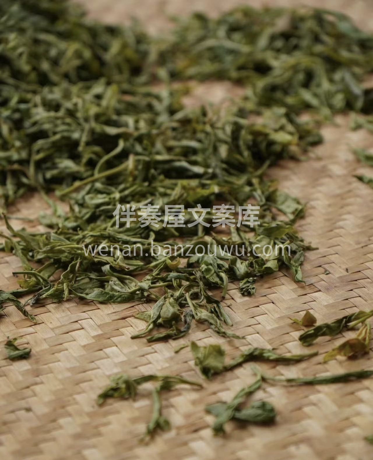 生长采摘萎凋！杀青 揉捻 晒青！体会一片 配图2