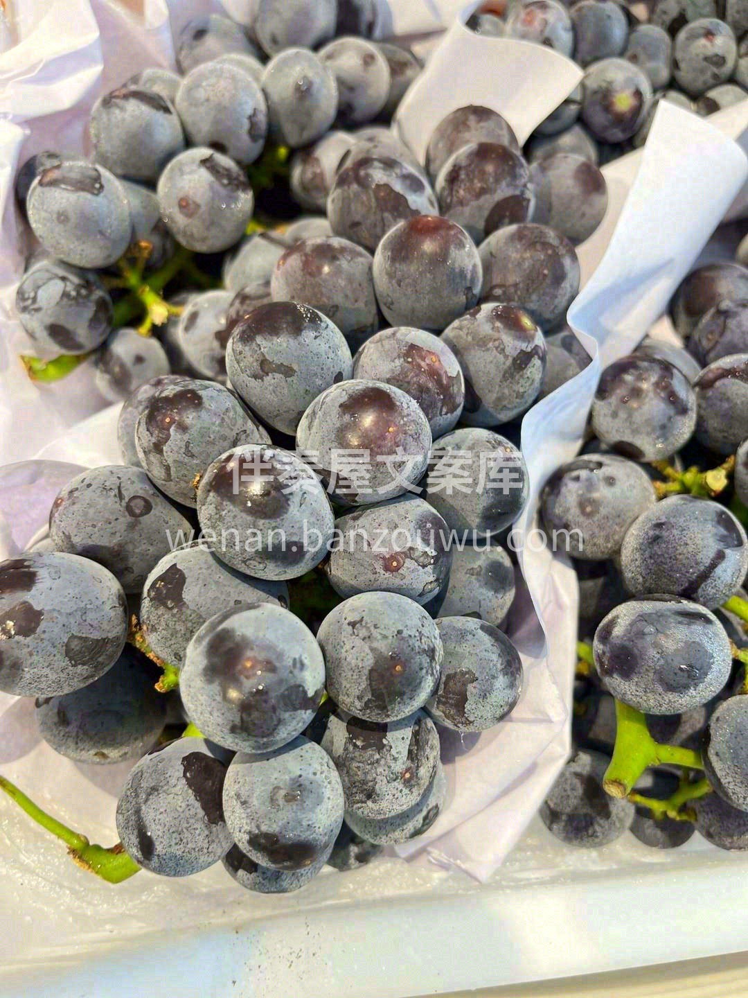 🍇夏黑被形容为“盛夏沙漠中的一片树荫”🏜 配图1