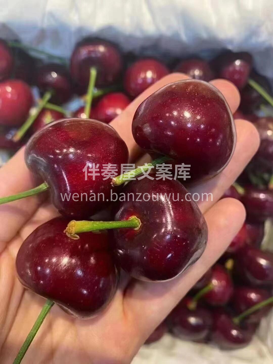 大樱桃🍒🌈你是我的“维E”～ 美早大樱桃 配图2