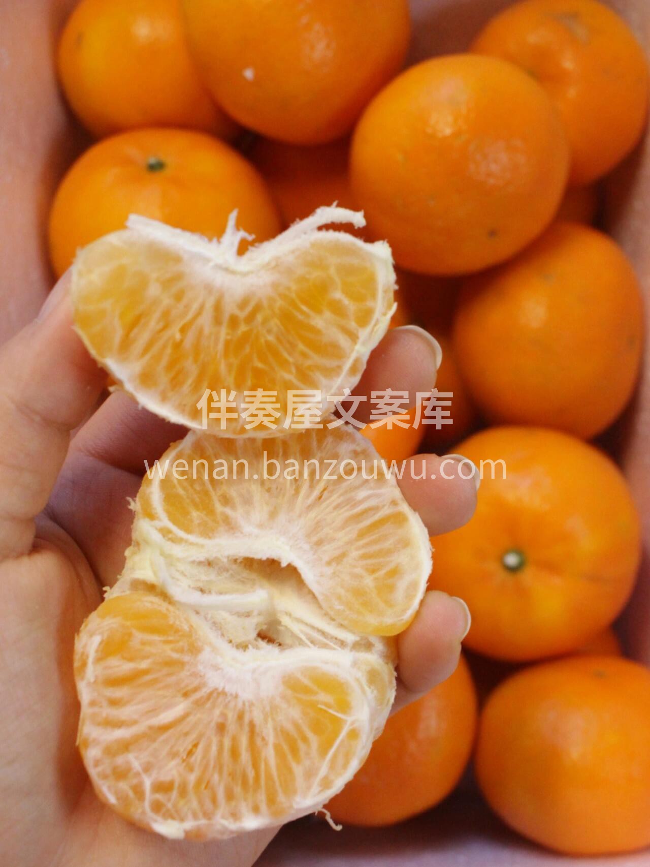 🍊五月沃柑，香甜一整个爆开！ 果皮薄好剥 配图1