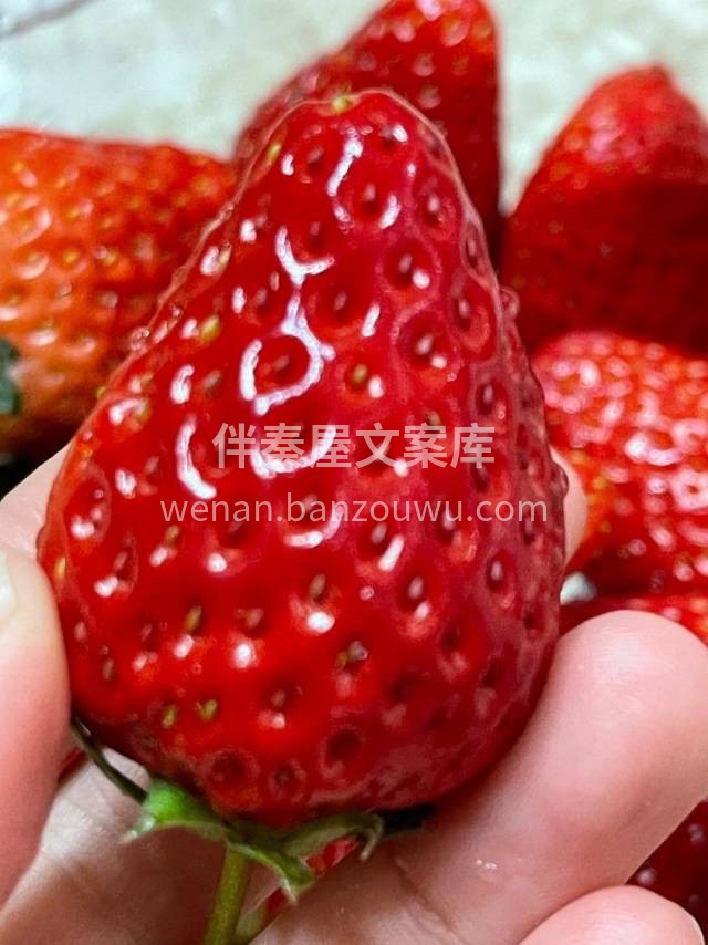 🍓吃了那么多草莓🍓，还是丹东九九更好吃‼ 配图2