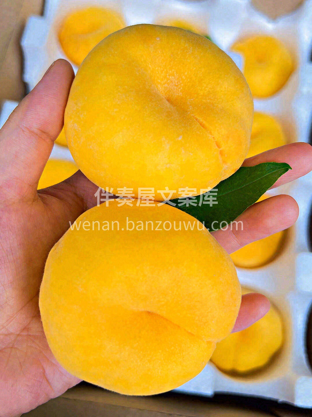 🍑自然成熟，皮变得薄如蝉翼🦋，一撕即可缀 配图2
