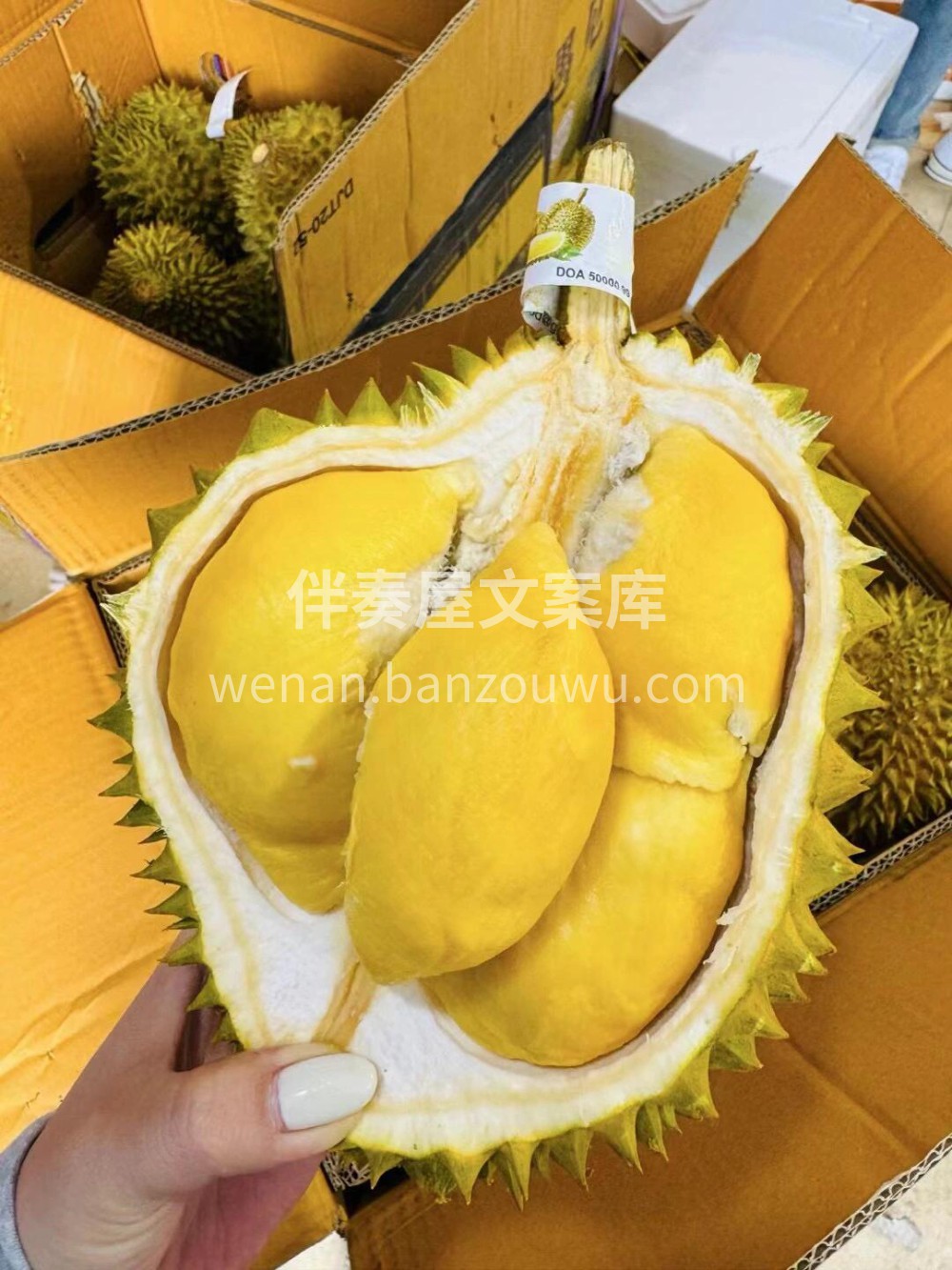 今天的青尼榴莲就是黄胖子☺️泰国🇹🇭青尼 配图2