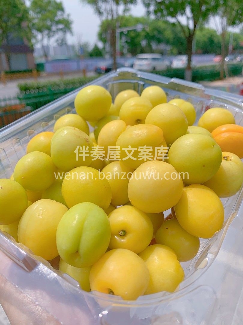新疆小白杏在维语里意为“白色蜂蜜”🐝🐝  配图1