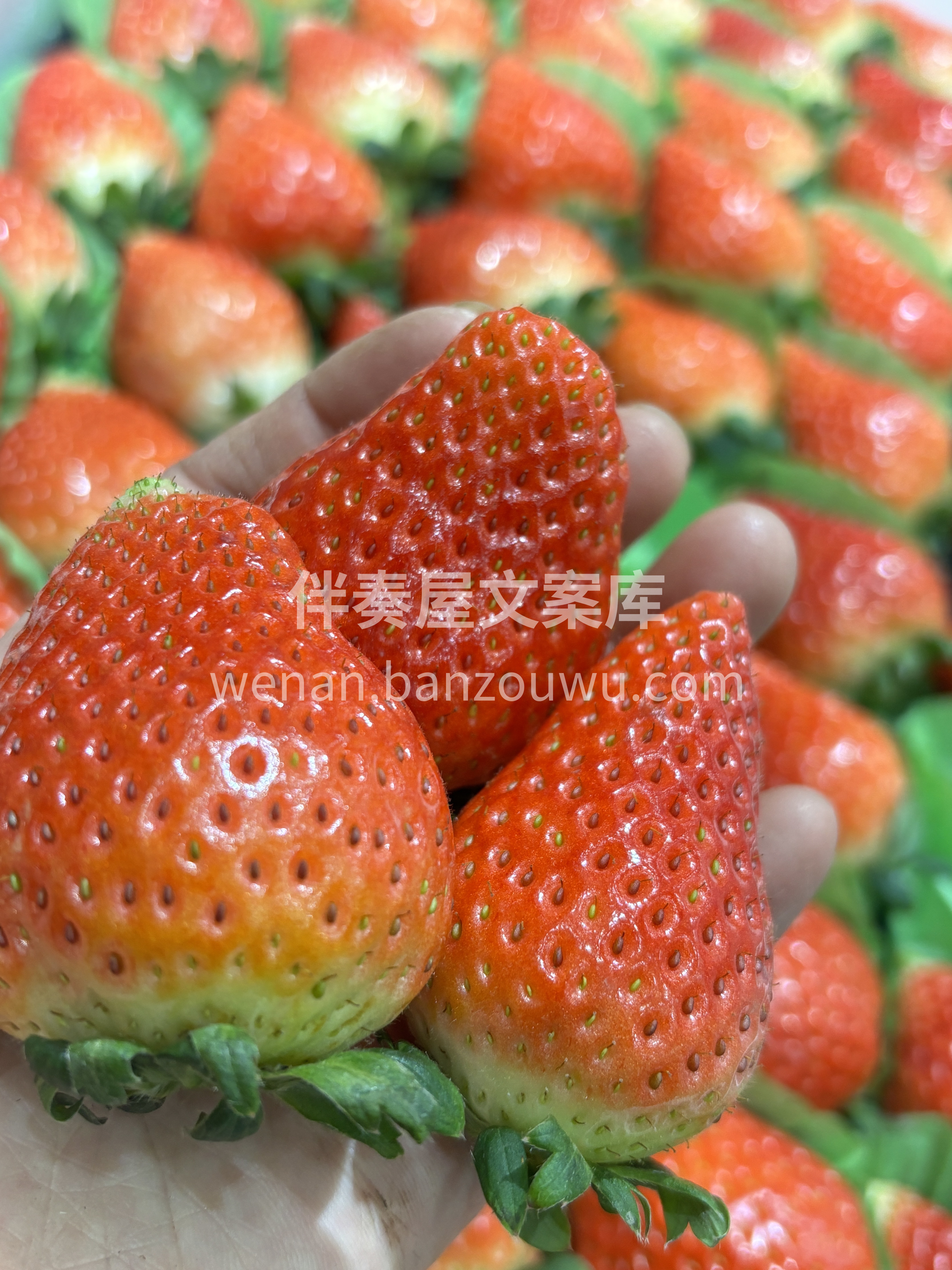 本地奶油草莓来咯🍓 一口下去，又香又甜又 配图1