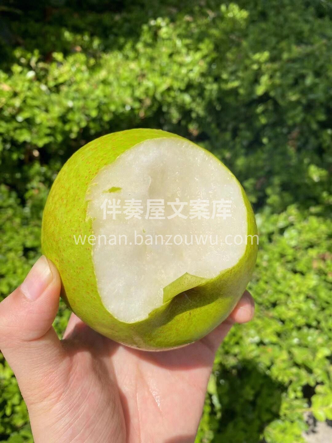 💁在享受玉露香梨的美味时，你还能吸收它丰 配图3