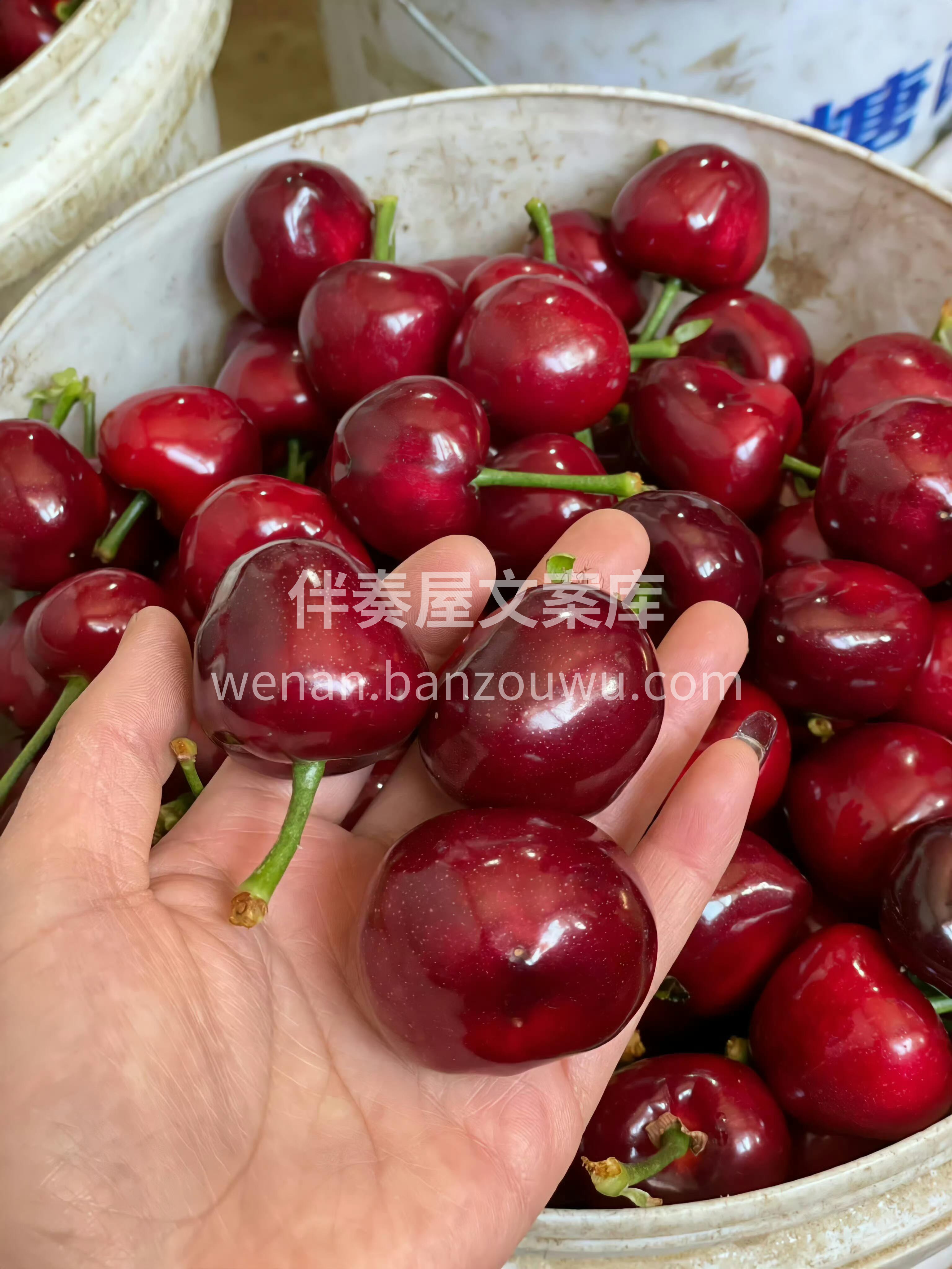 🍒五月樱桃火热上线！ 颗颗爆甜，美早樱桃 配图2