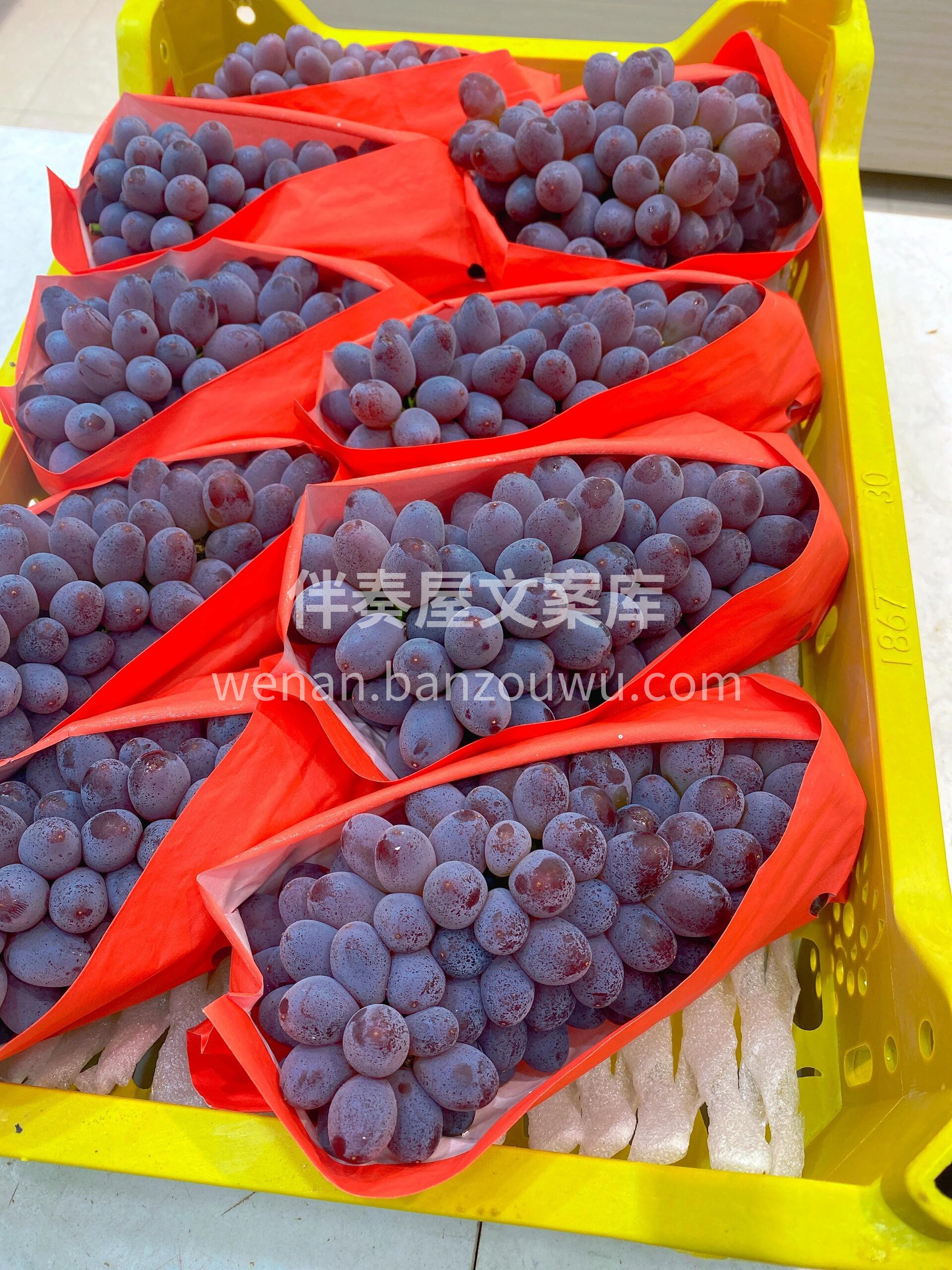 【茉莉香葡萄】🍇 小小的一颗里面却有浓郁 配图2