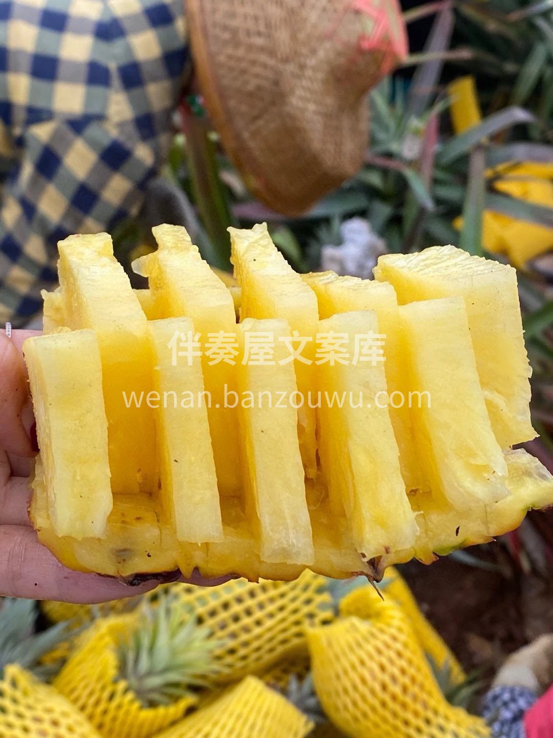 🍍树熟金钻凤梨 无需挖洞眼，无须泡盐水， 配图3