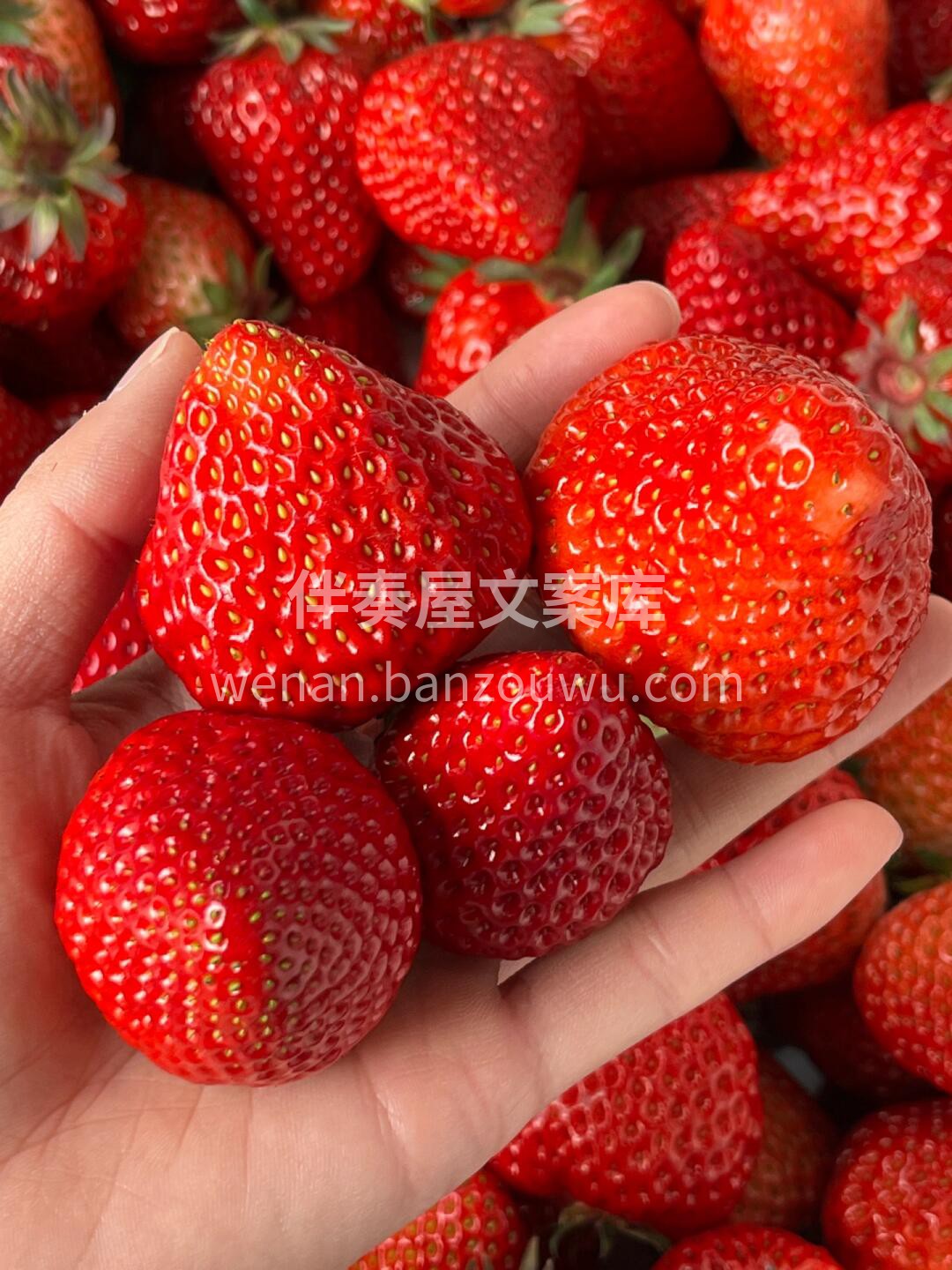🌟最新到货🌟 双流草莓🍓，鲜红艳丽，酸甜 配图2