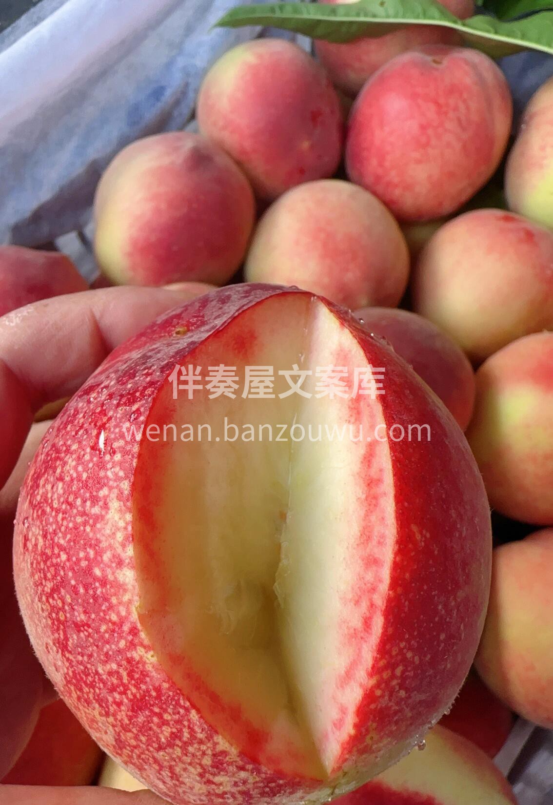 🍑每一颗都是人工甄选品质大果突围毛桃个头 配图1