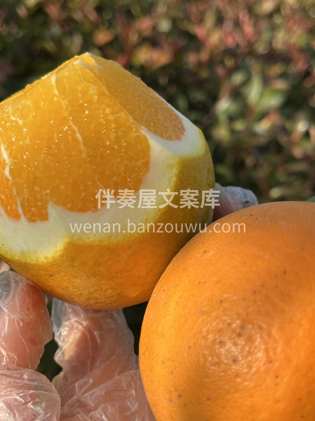 每日必推👇👇赣南脐橙🍊 行走的vc🍊 尤 配图3