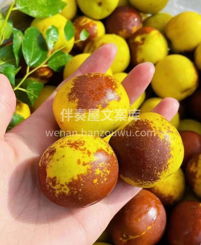 甜透心的冬枣🌸！颗颗大个头🍭，脆甜爽口一 配图2