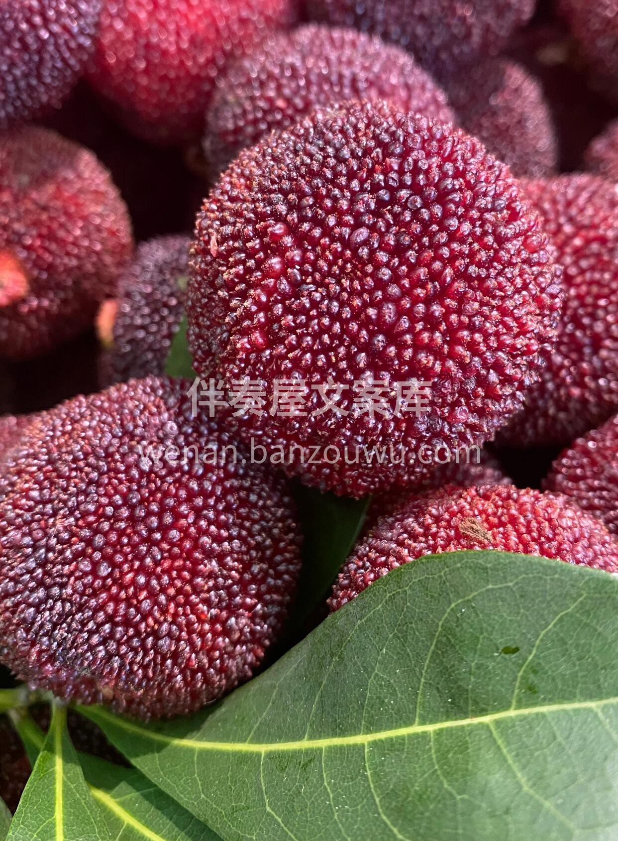 💥 东魁杨梅到新👏 👏 初夏的季节🔆 ， 配图1