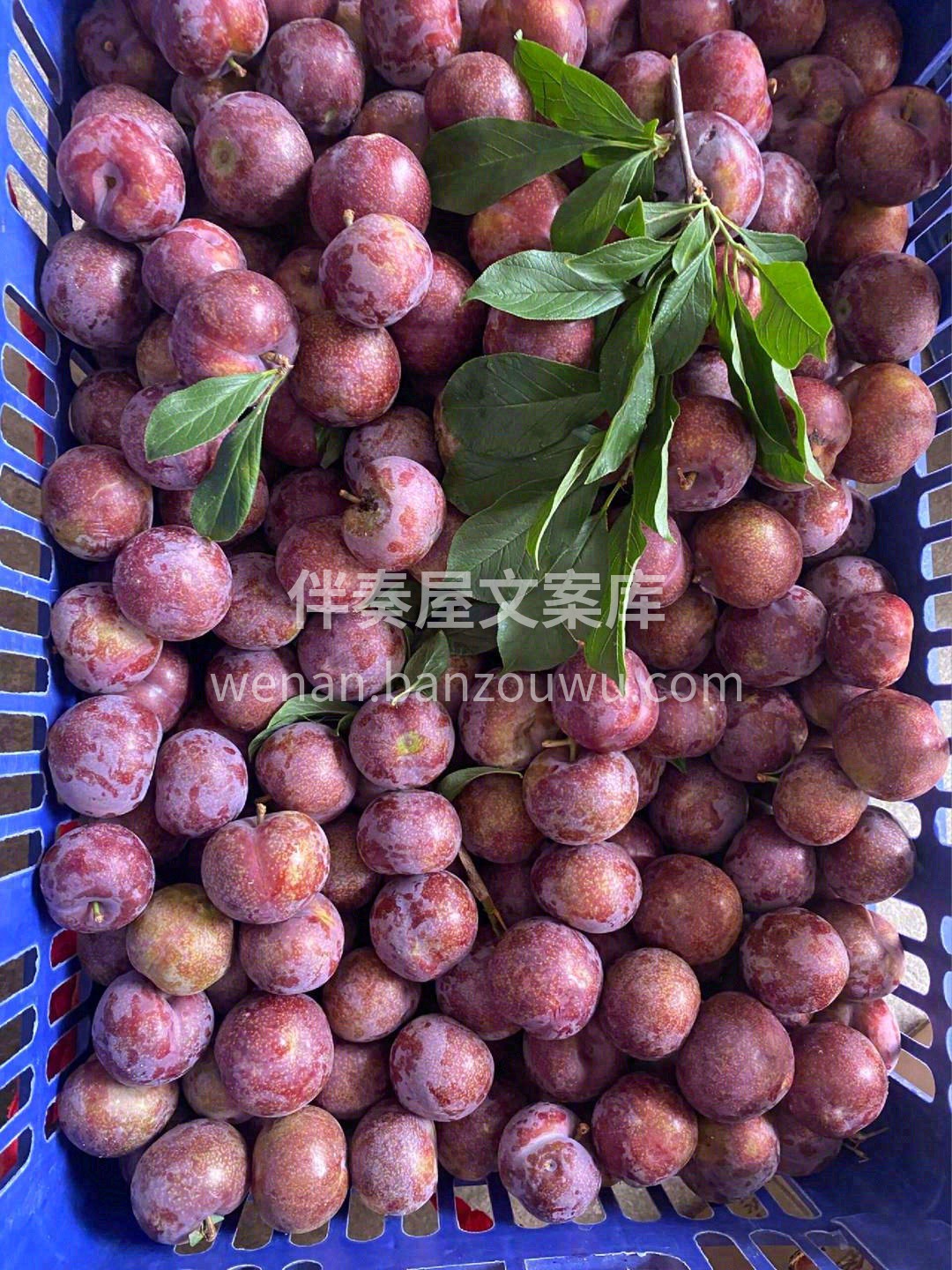 😋吃过酸酸甜甜的三华李，夏天也就到啦☀️ 配图3