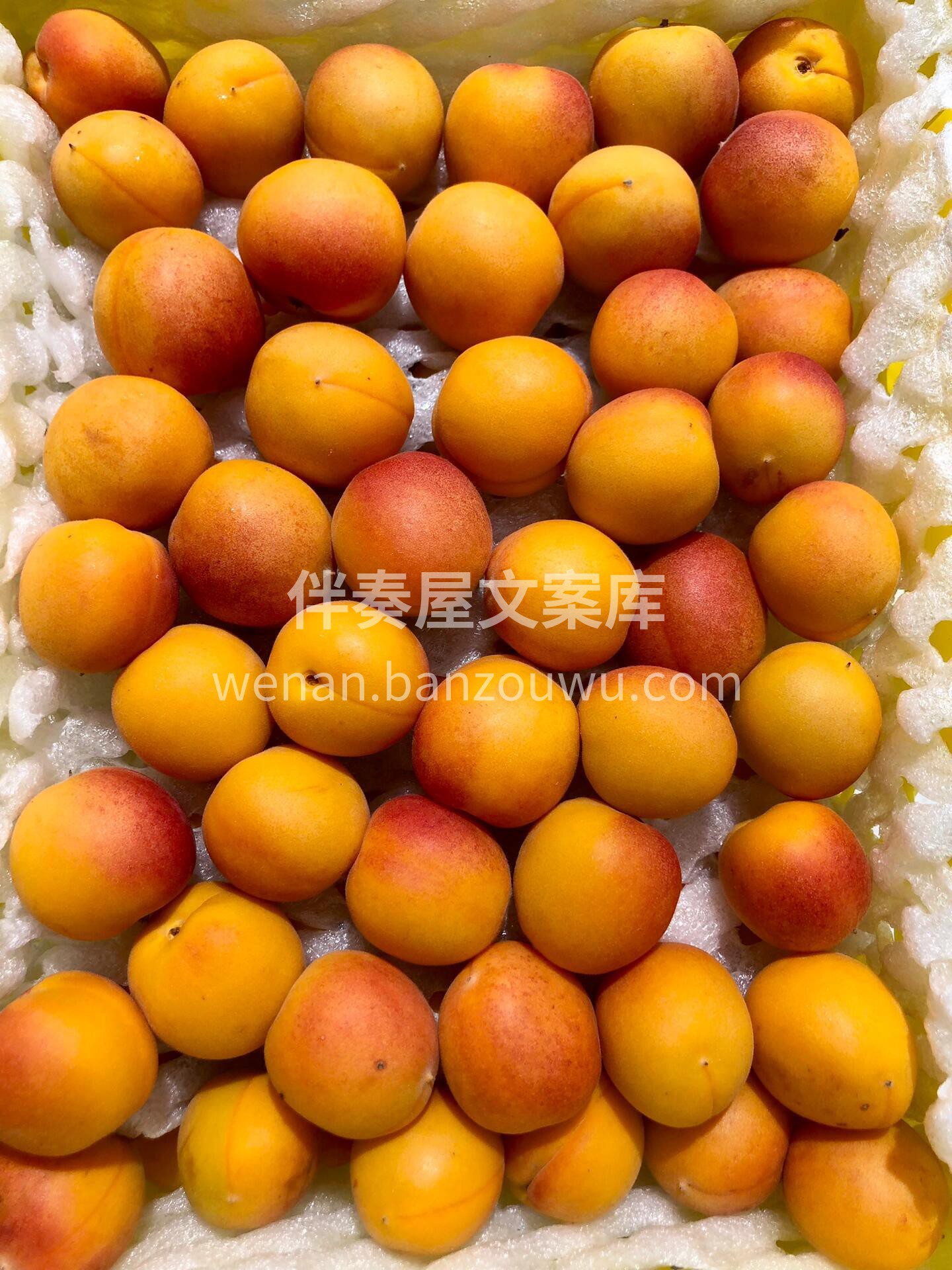 新疆吊干杏💕 🍃夏日新疆的C位担当 ✨小 配图3