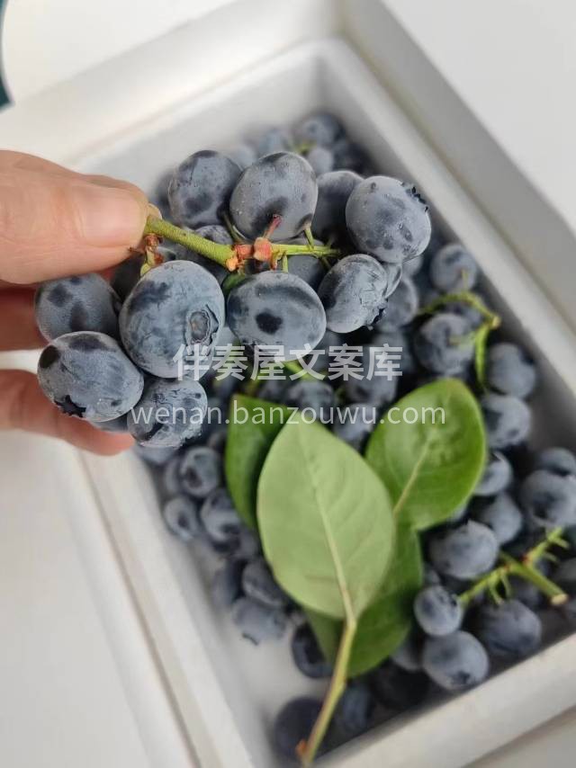 【串枝蓝莓💙】 枝串果，超级新鲜，满满果 配图2