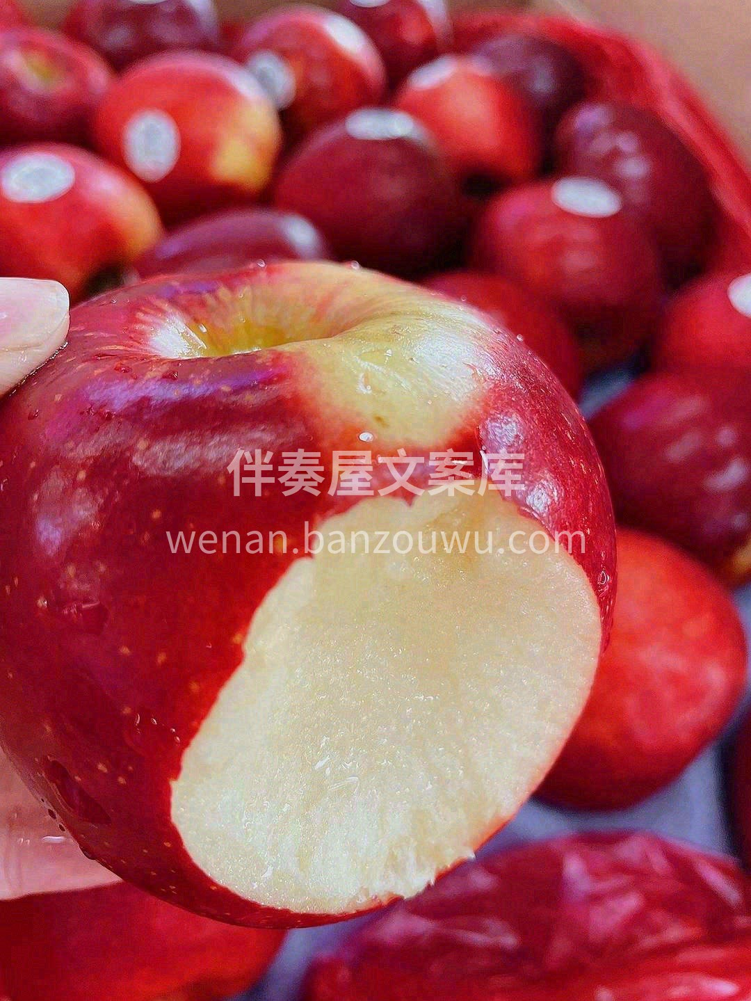 红玫瑰💥劲脆的甜，在口中弹奏玫瑰的乐章🎶 配图3