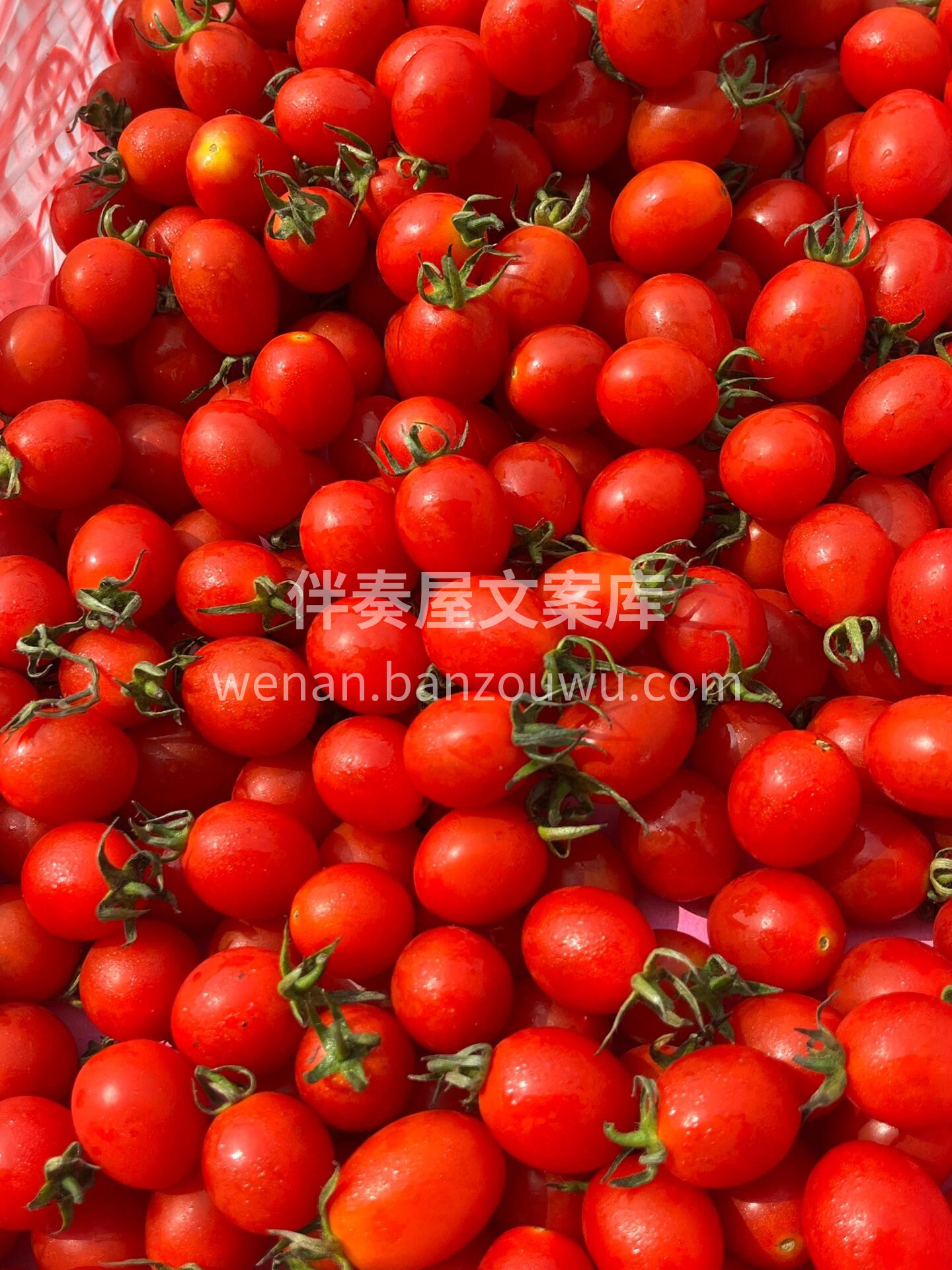 新货到家【玲珑千禧🍅】 翠绿翠绿的果叶🍃 配图3