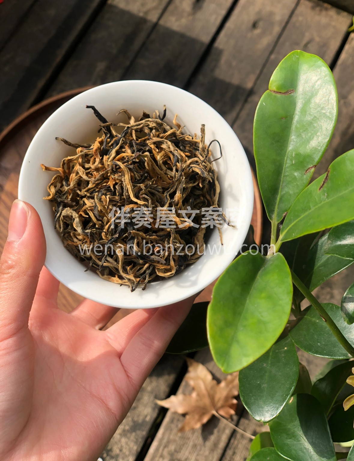 云巅茶山的暖阳淬炼，芽叶紧结如金丝缠绕。 配图2