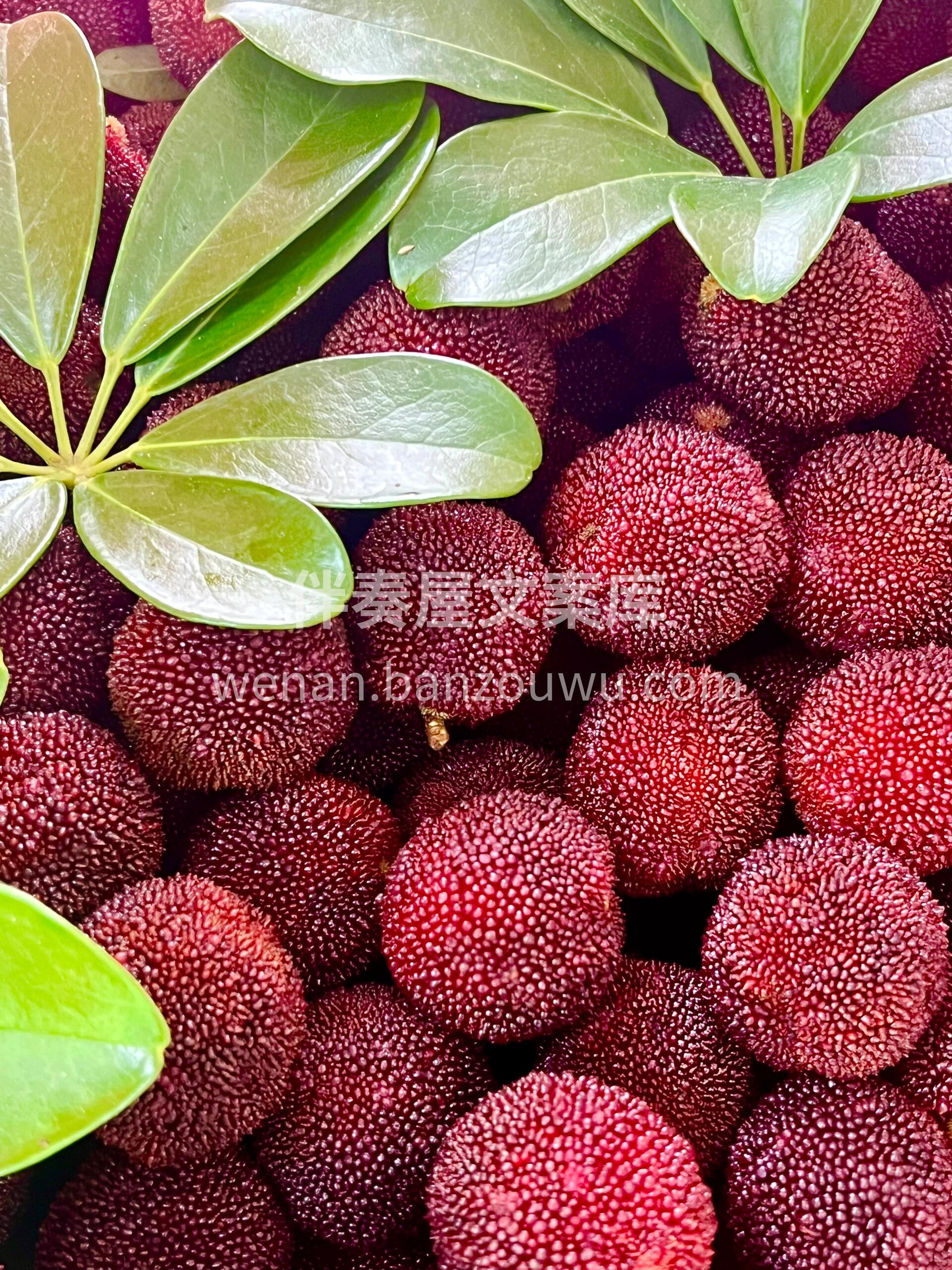 今天杨梅只能这么形容😛，好吃到没朋友🥰  配图3