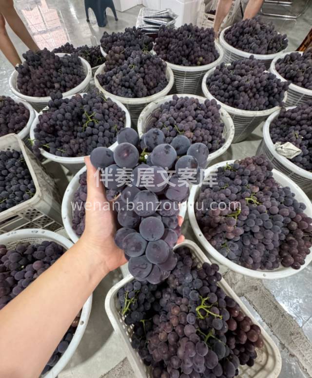 🍇 多肉的巨峰葡萄🍇 口感Q嫩，果肉水润 配图3