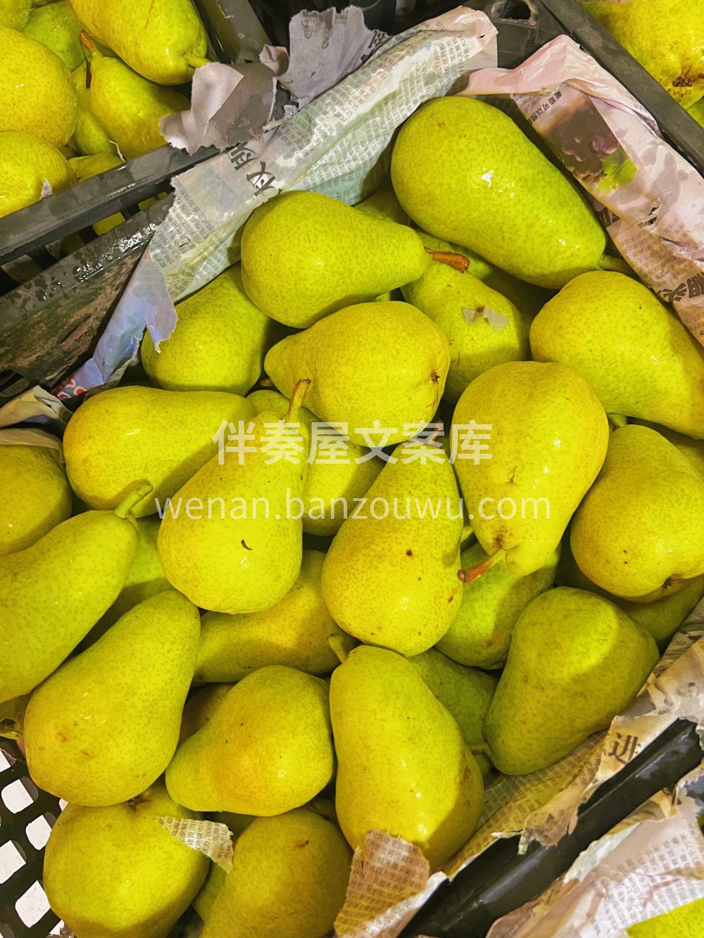 甘肃香蕉梨🌸简直就是秋燥的灭火器~在甘肃 配图3