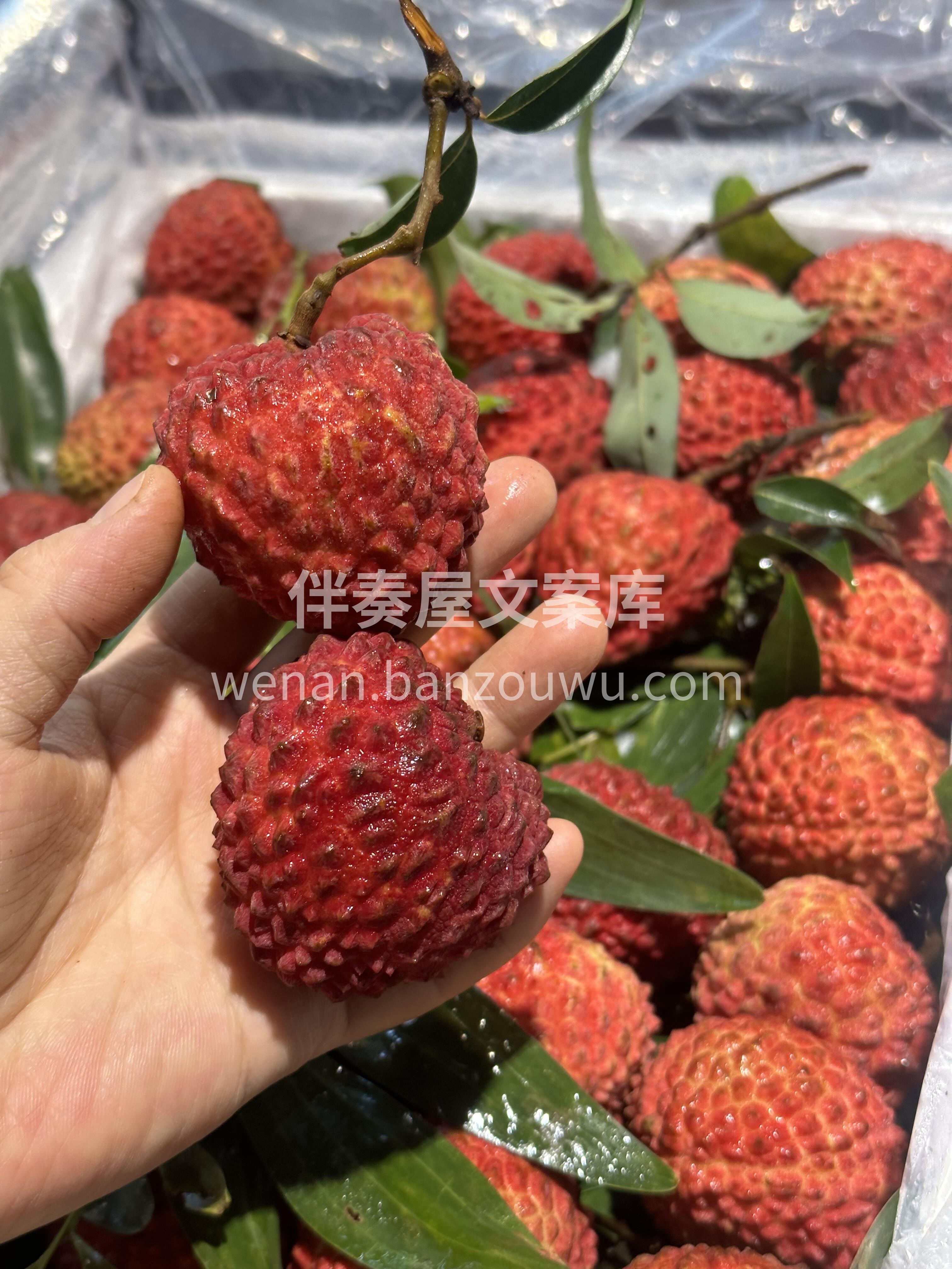 超级爱的荔枝王❤️ 🌷荔枝届的巨星😍荔枝 配图3