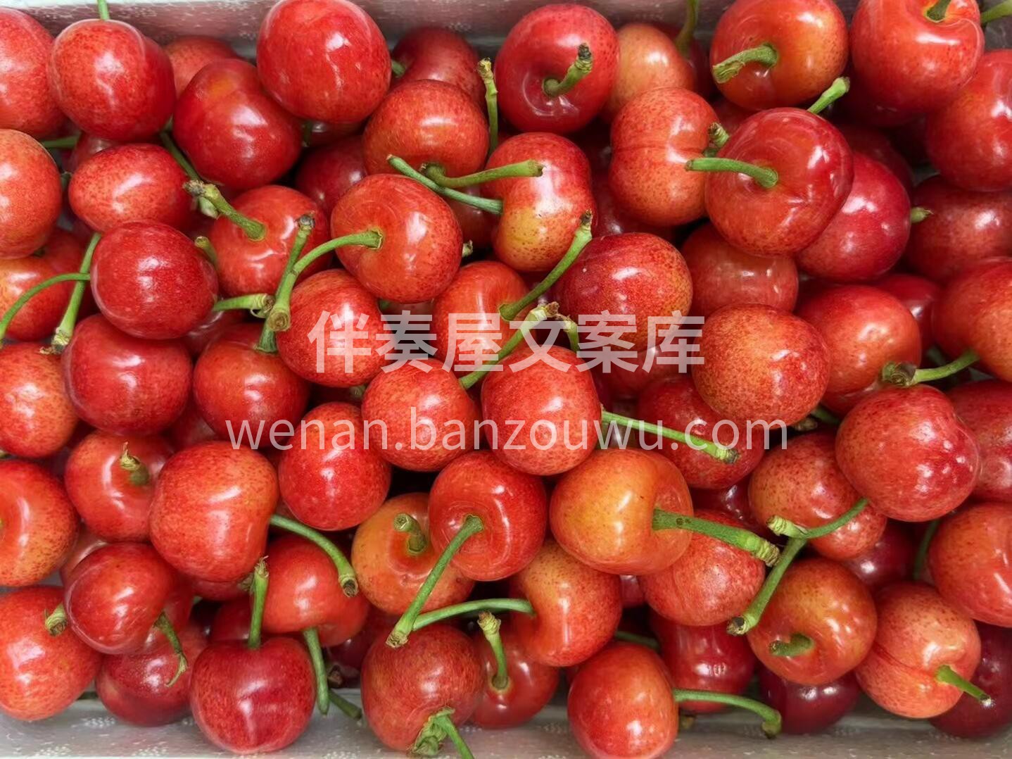 布鲁克斯【🍒樱桃】熟啦✨ 五月第一道美味 配图1
