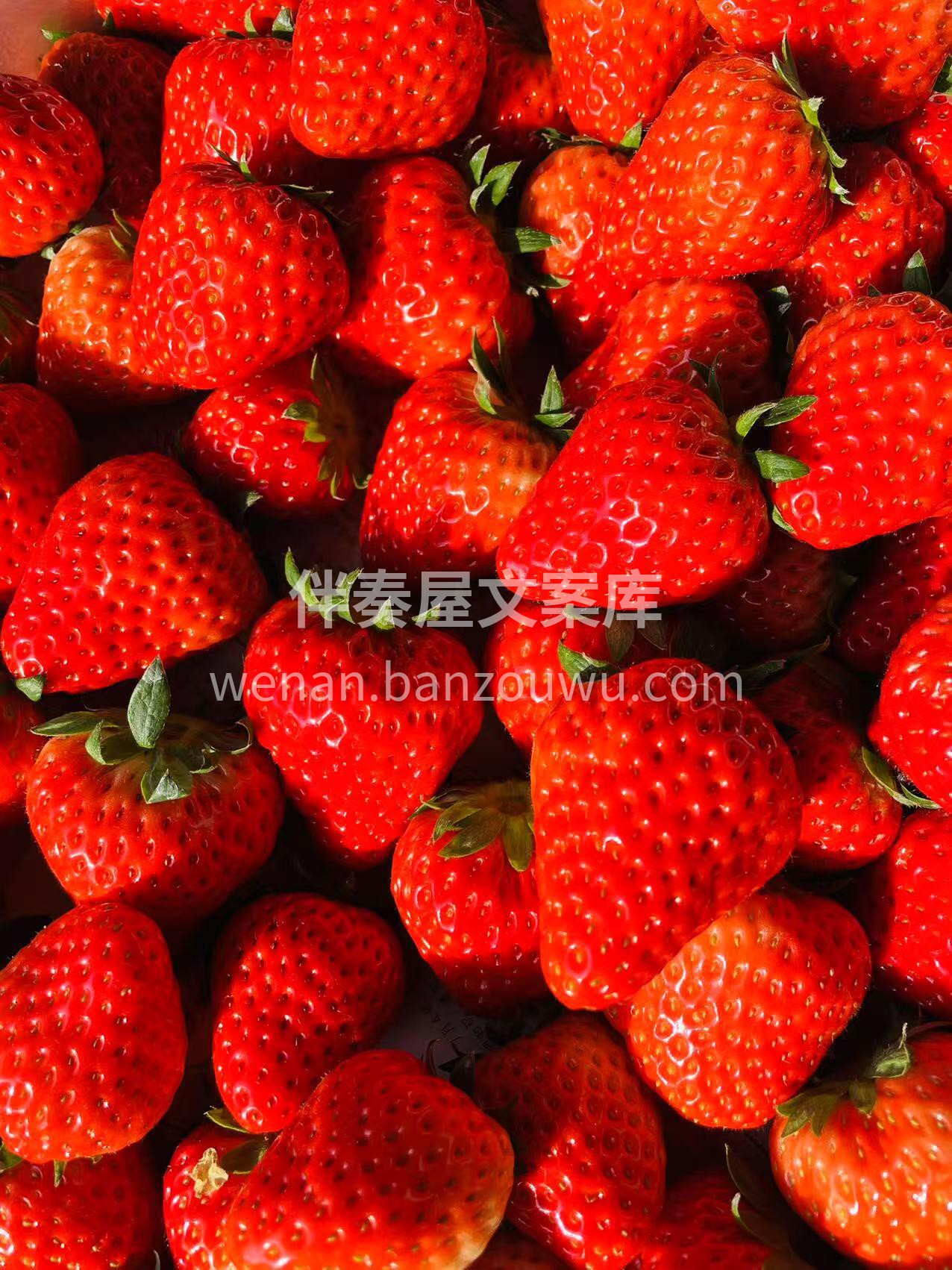 🌿红颜草莓新鲜到货👏 🍓草莓味的冬天，每 配图1