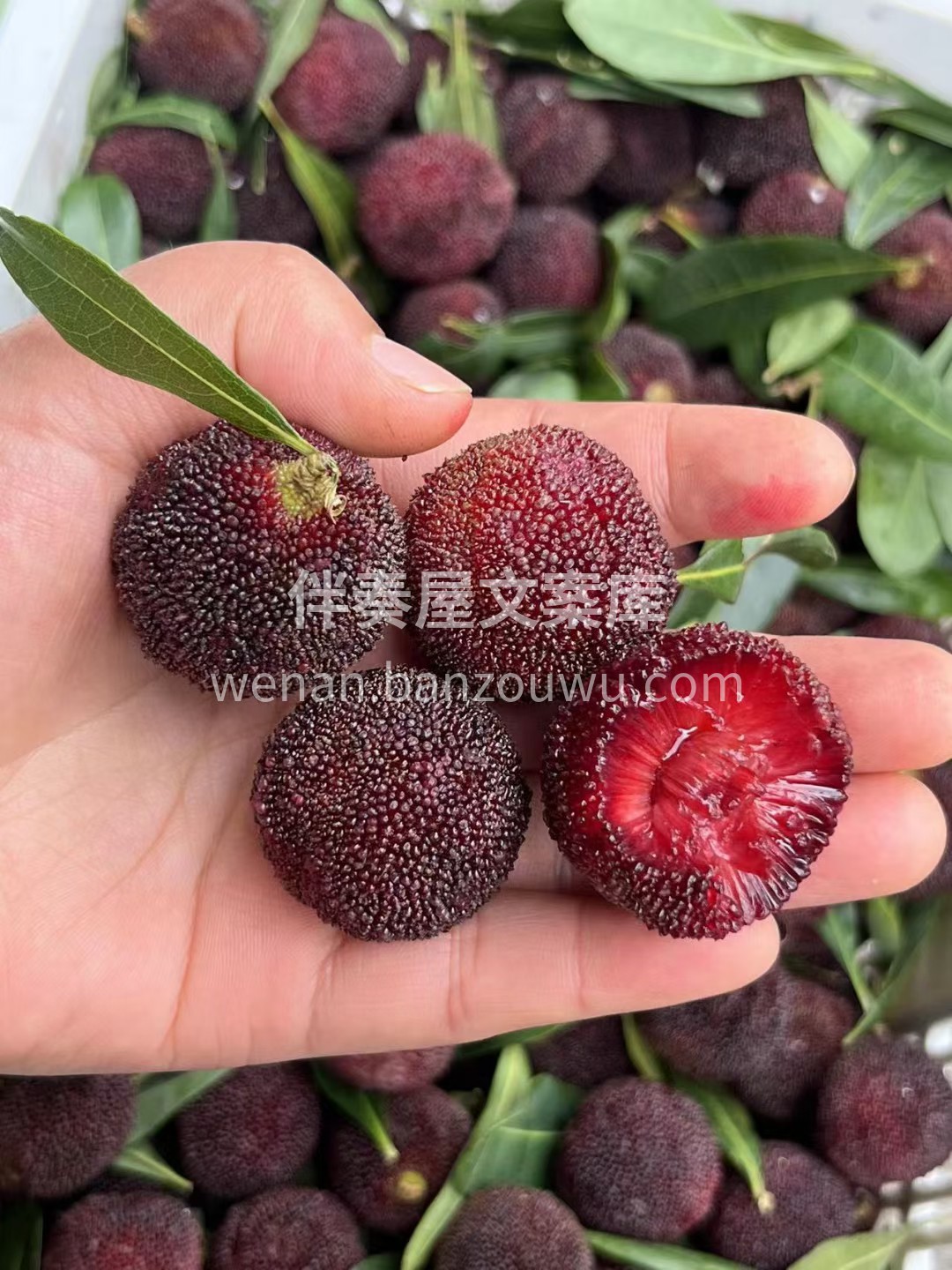 🌈空运东魁杨梅✨ 不泡药不过水，颗颗饱满 配图2