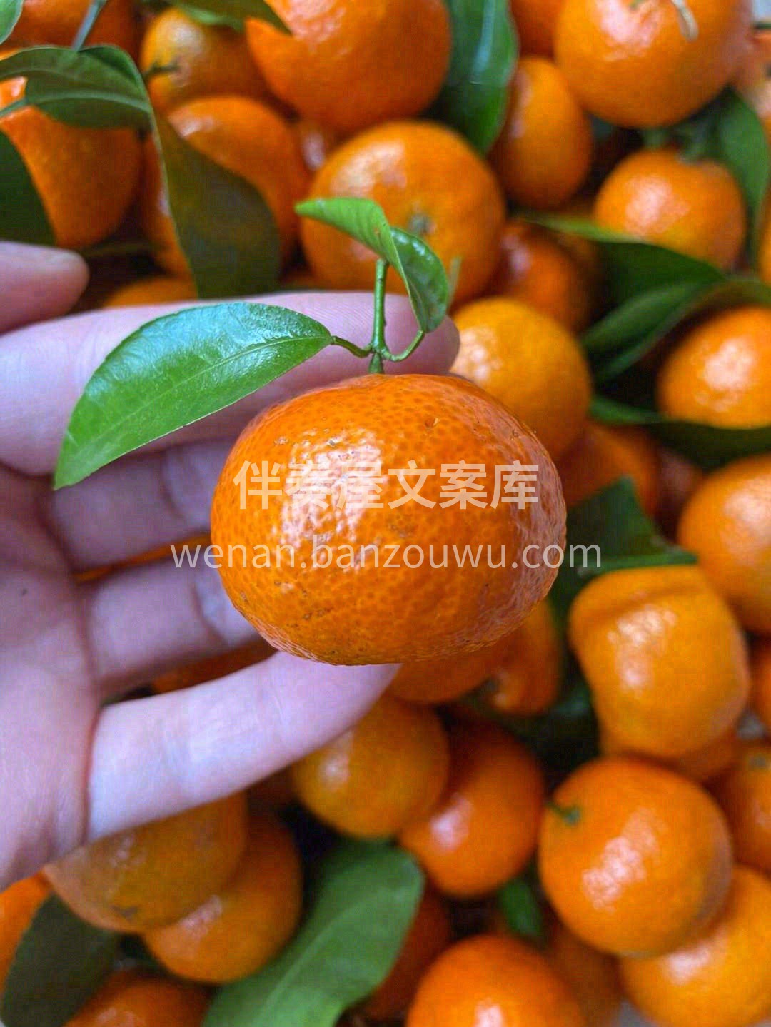 一整颗桔子丢进嘴😋，嘴巴塞得满满的🌊 像 配图2